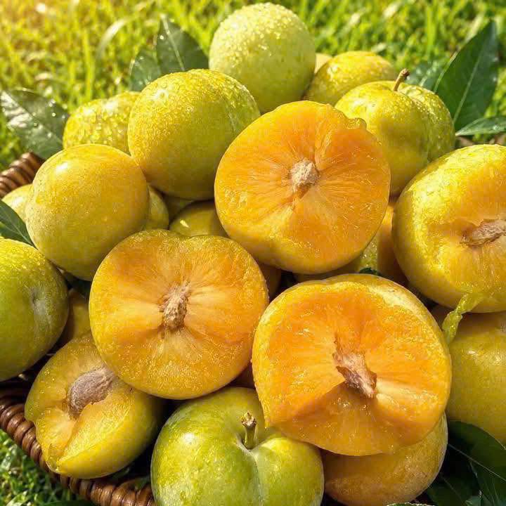 Mận Mật Ong_thumbnail_2