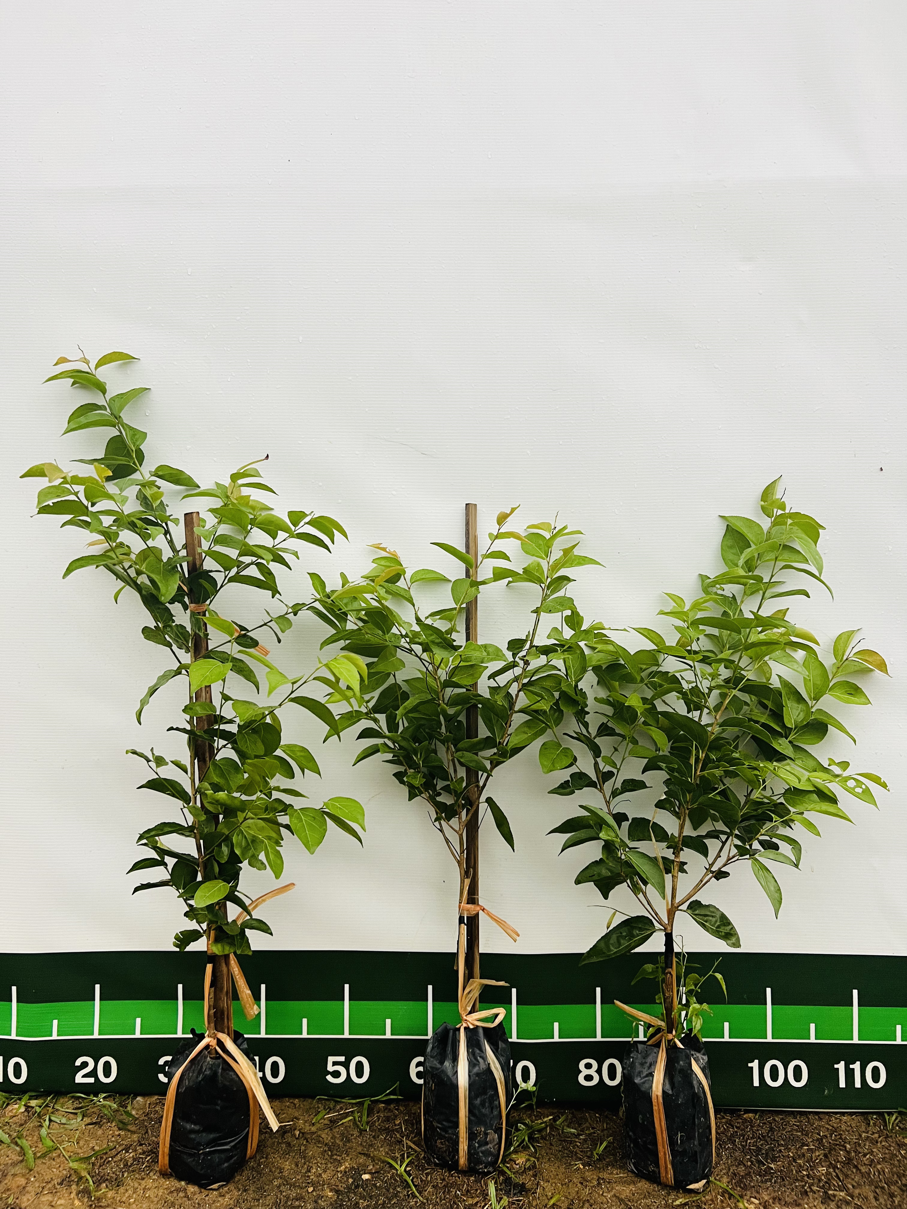 Hồng quân đài loan ghép chui cành cao 50-60cm HQDL02 CALATA_thumbnail_7