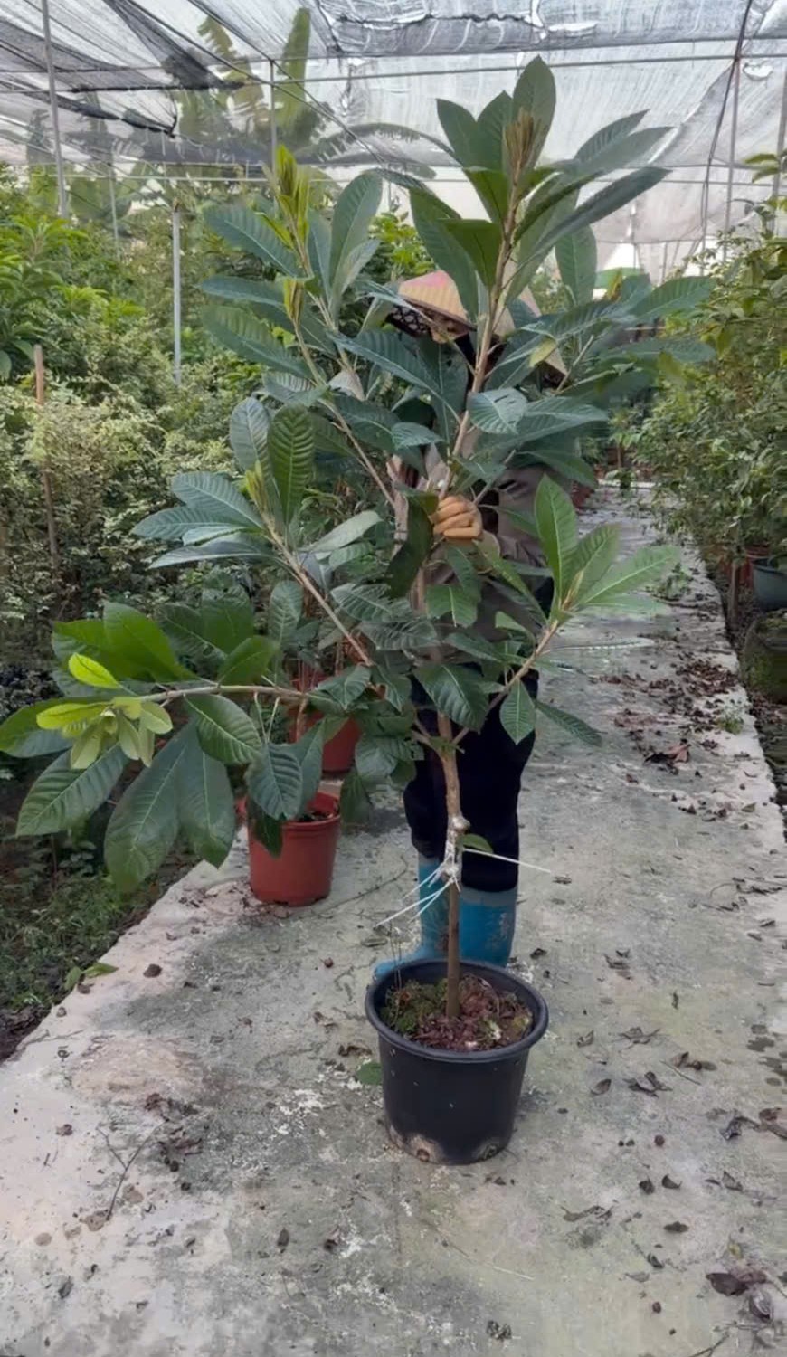 Hồng xiêm ruột đỏ cao 1-1,4m PT321 CALATA