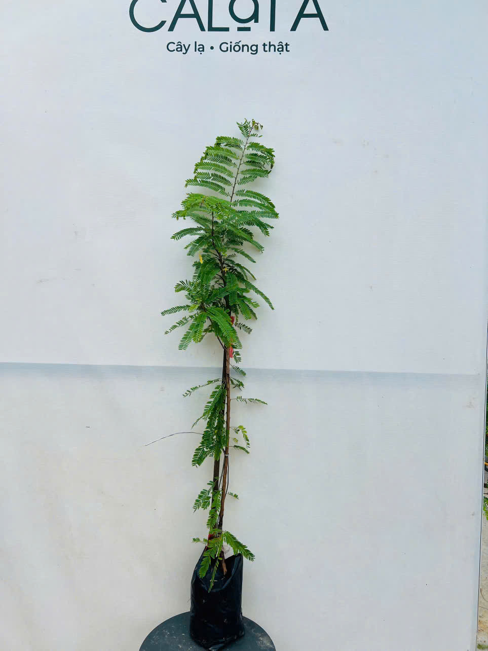 Mắc kham khổng lồ ghép chui cành cao 60-80cm_thumbnail_2
