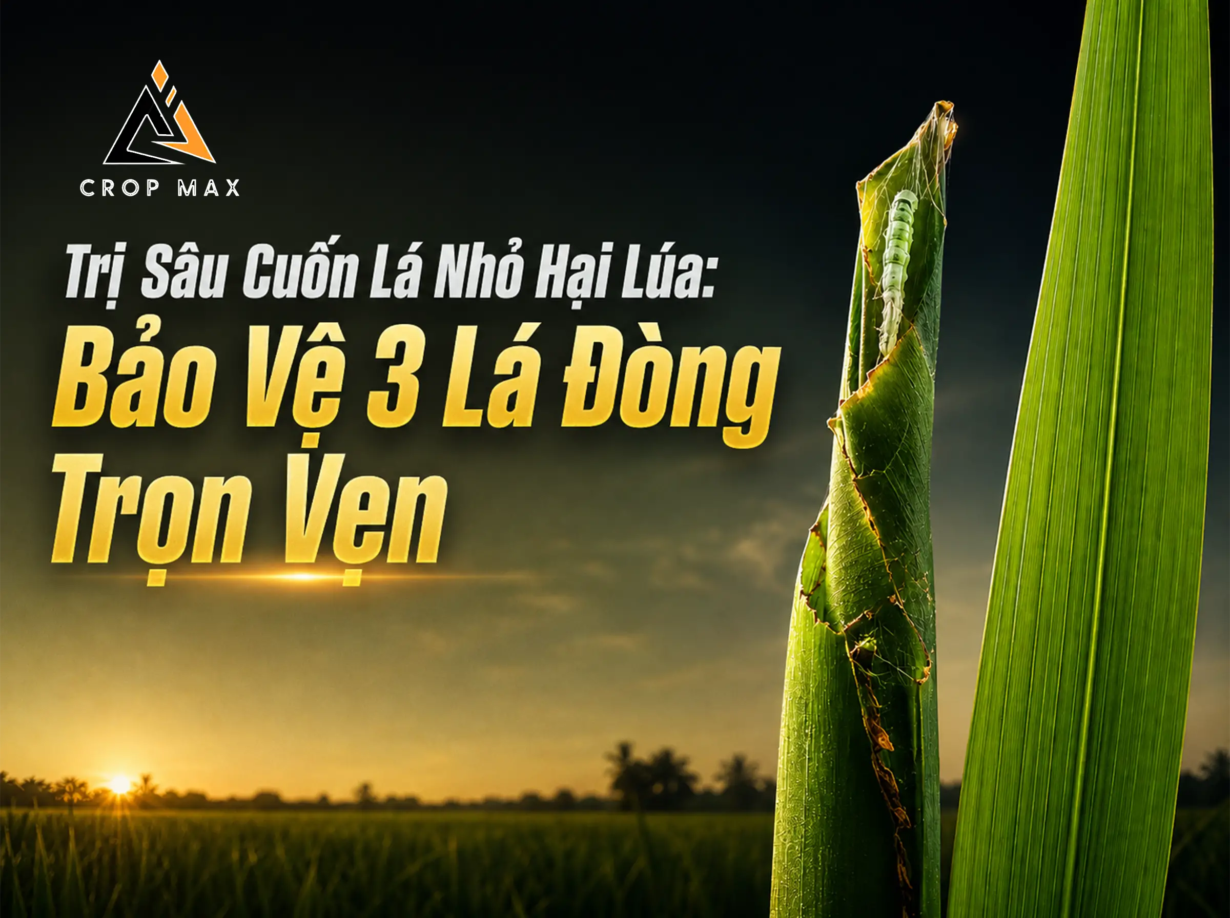 Trị Sâu Cuốn Lá Nhỏ Hại Lúa: Bảo Vệ 3 Lá Đòng Trọn Vẹn