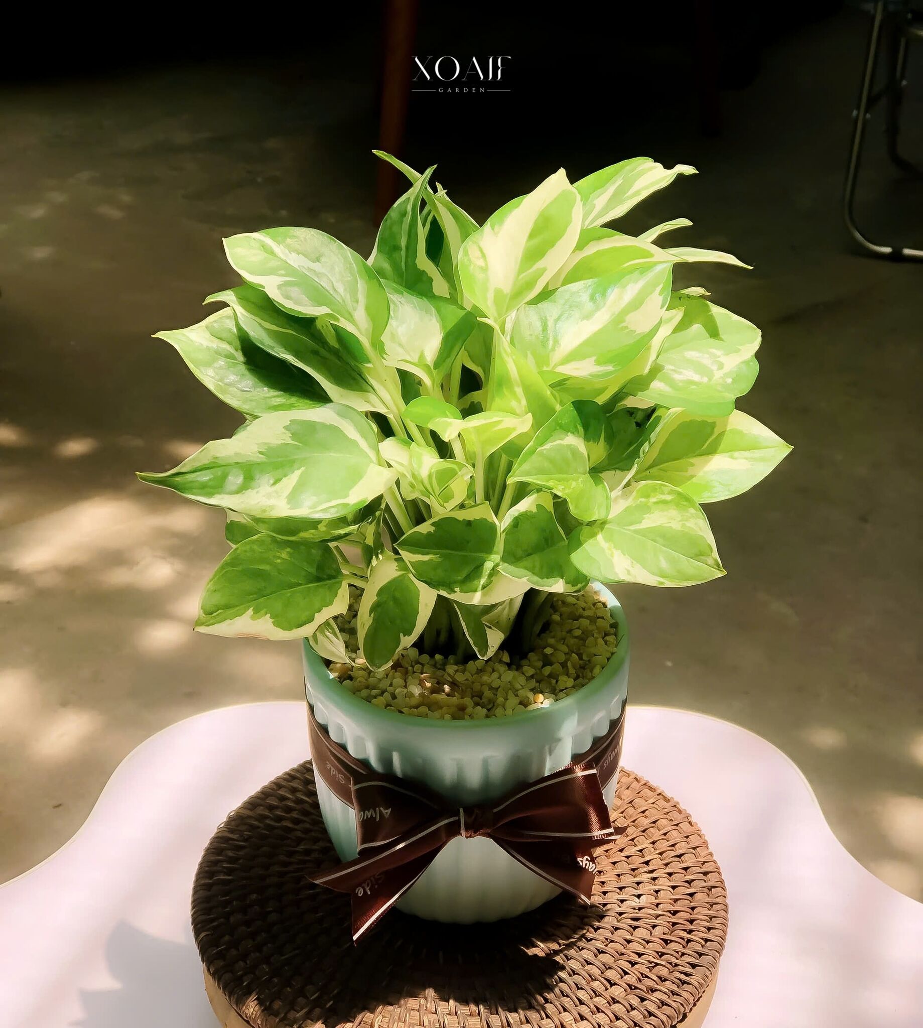 TRẦU BÀ CẨM THẠCH_thumbnail_2