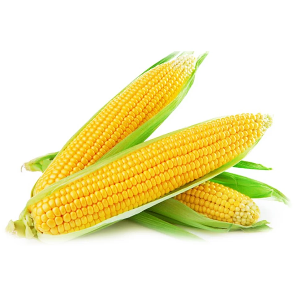 Bắp ngô hữu cơ 500gr_thumbnail_1