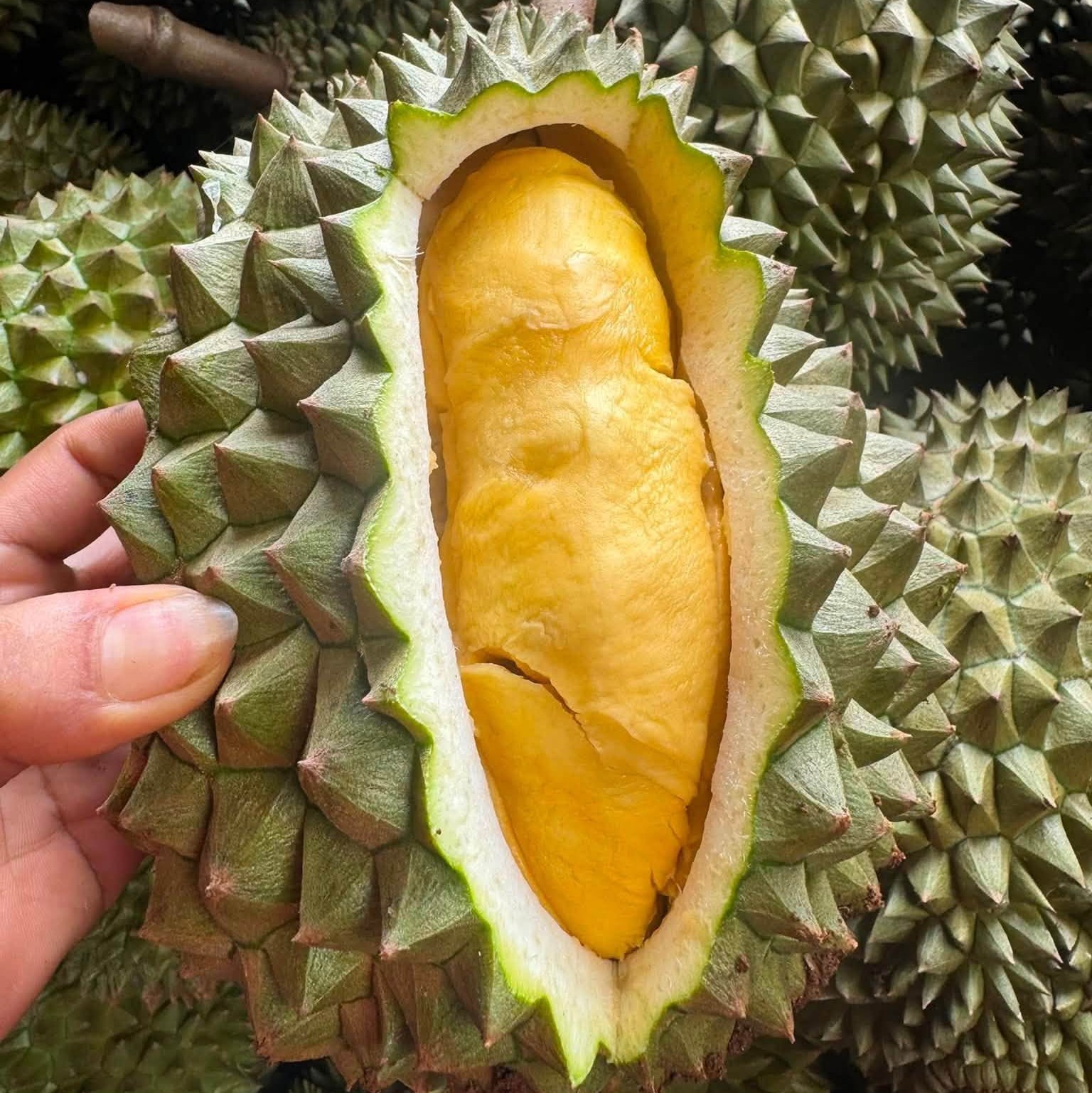 Sầu riêng Chanee