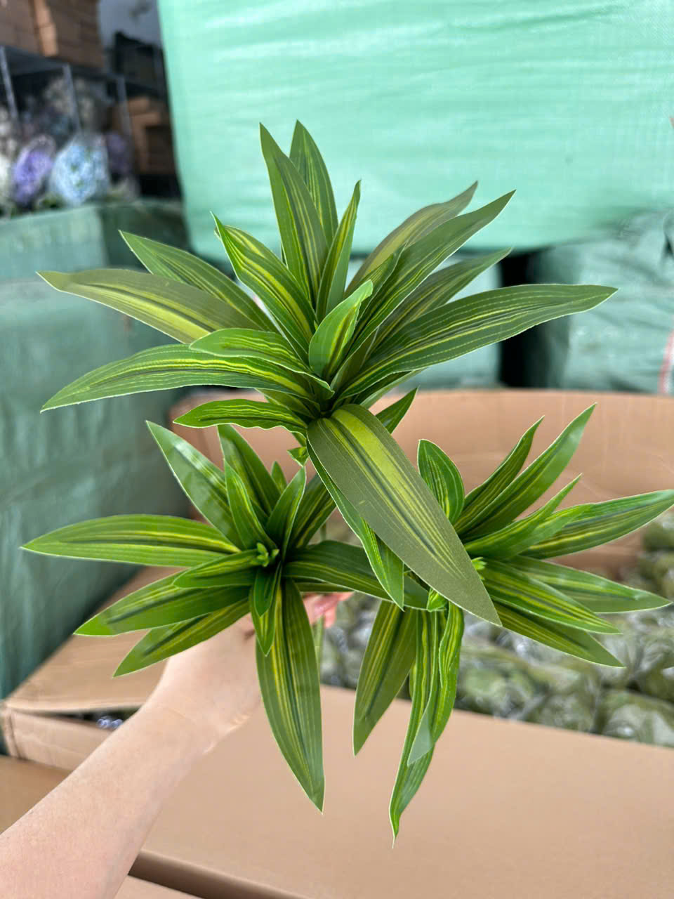 Thuỷ trúc ngắn hàng loại 1 giá 23k_thumbnail_2