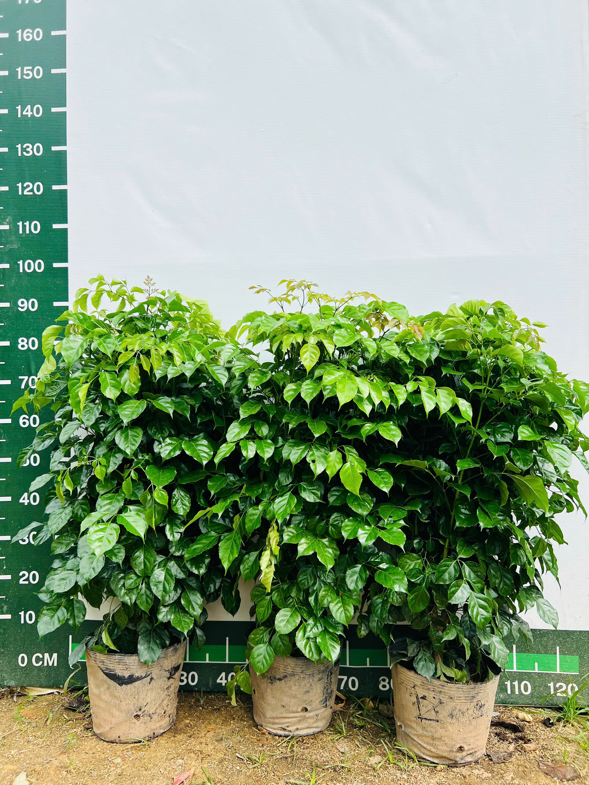 Hạnh phúc cao 55-70cm PT214 CALATA_thumbnail_4
