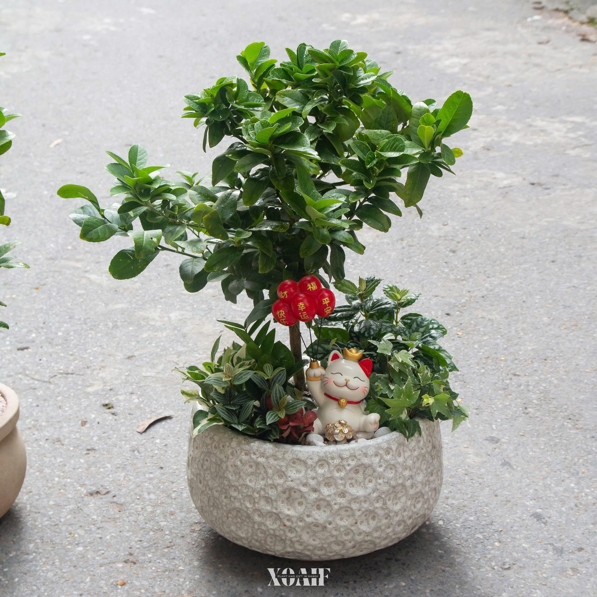 SET MIX CHANH MỸ