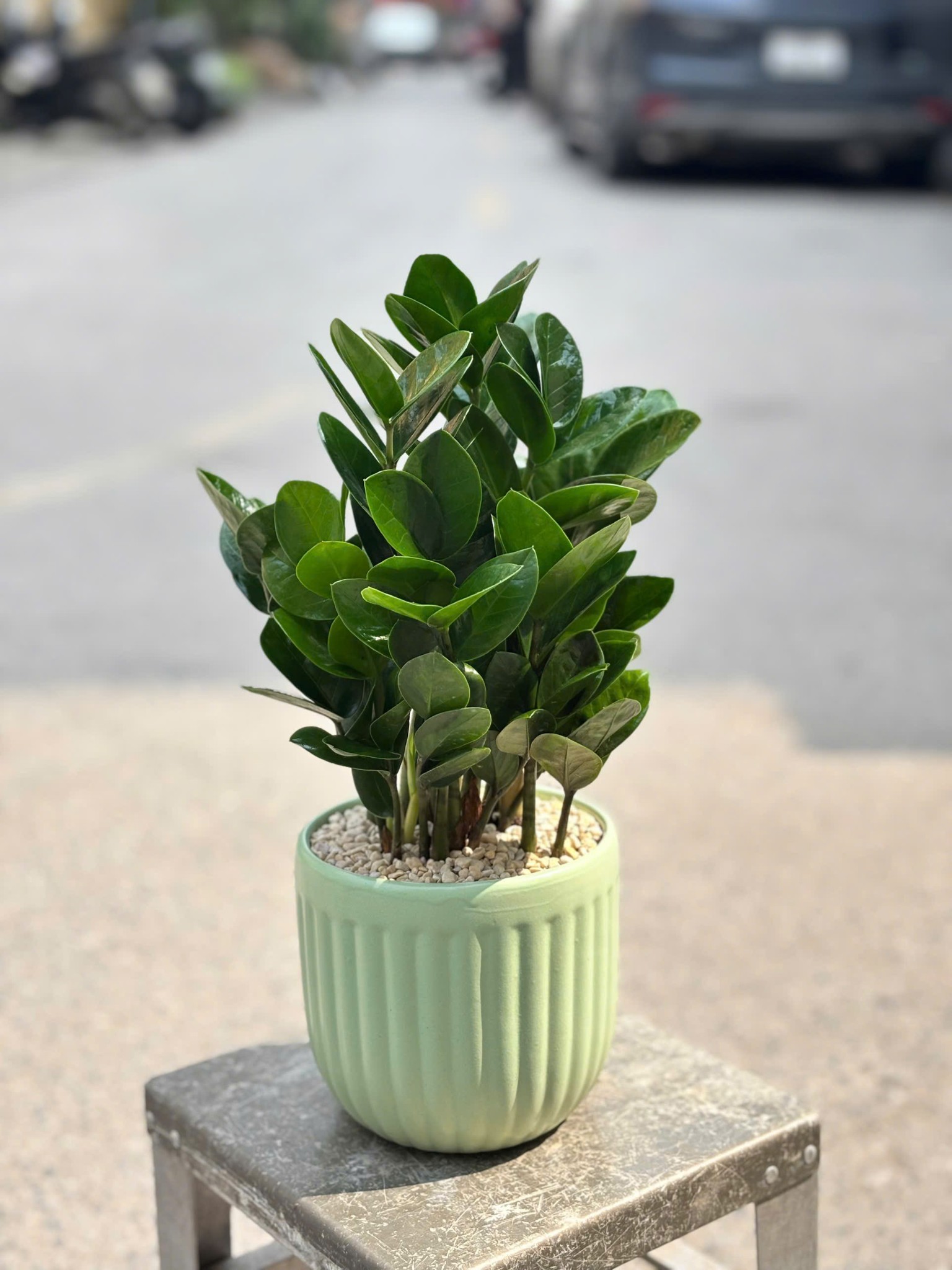 KIM TIỀN NHỠ CHẬU SỨ