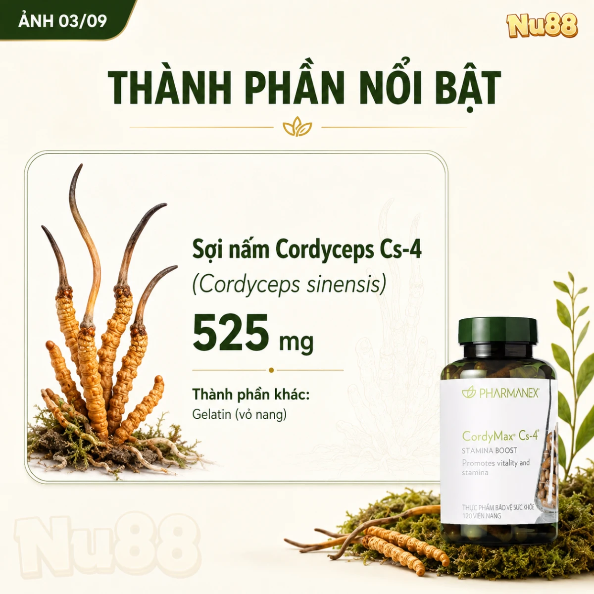 Thực phẩm bảo vệ sức khỏe CordyMax Cs-4_thumbnail_13