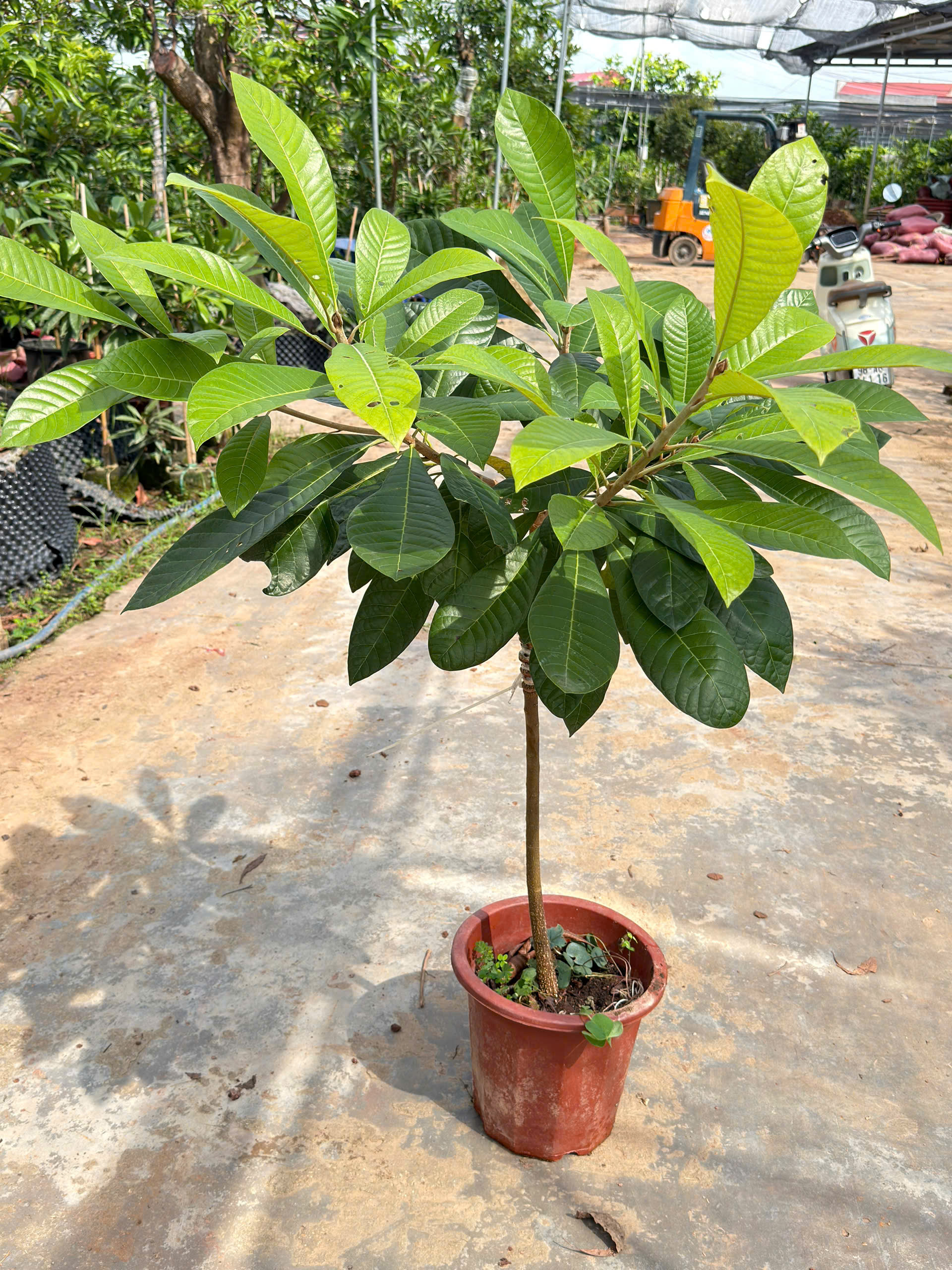 Hồng xiêm ruột đỏ cao 1-1,2m PT318 CALATA