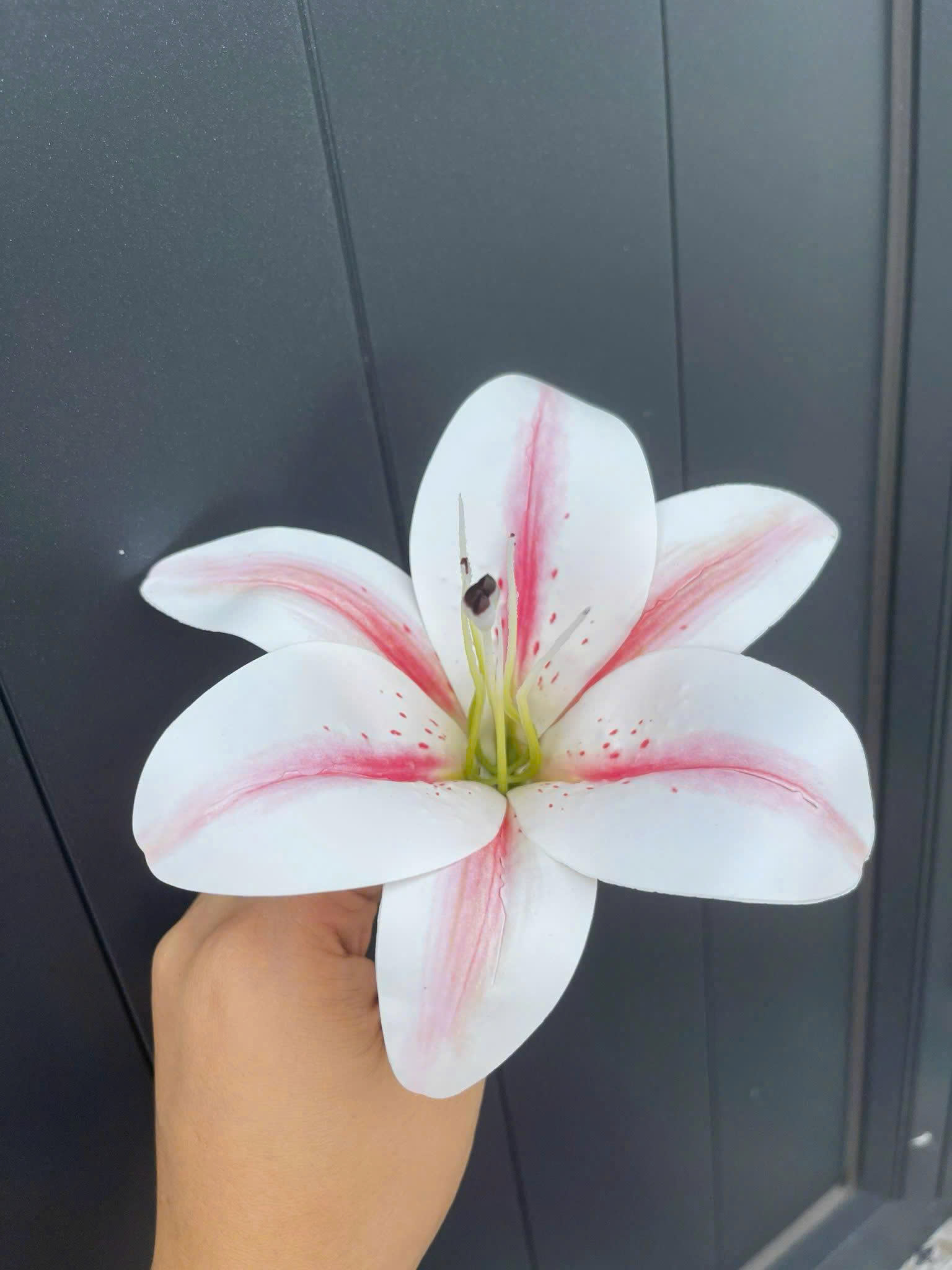 Bông ly hàng nhập 5,2K_thumbnail_2