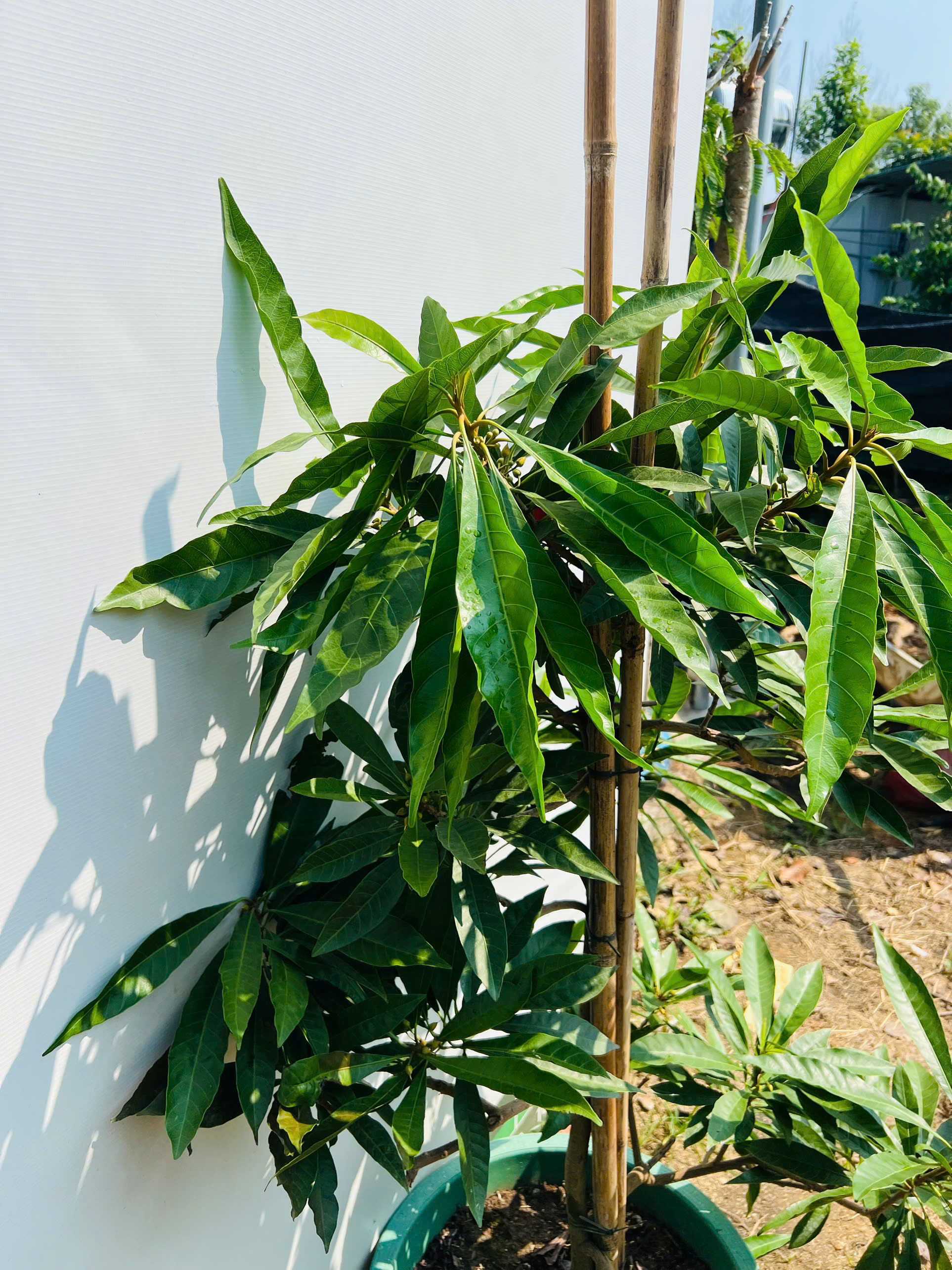 Trứng gà tứ quý cao 1.5-1.7m PT167 CALATA_thumbnail_4