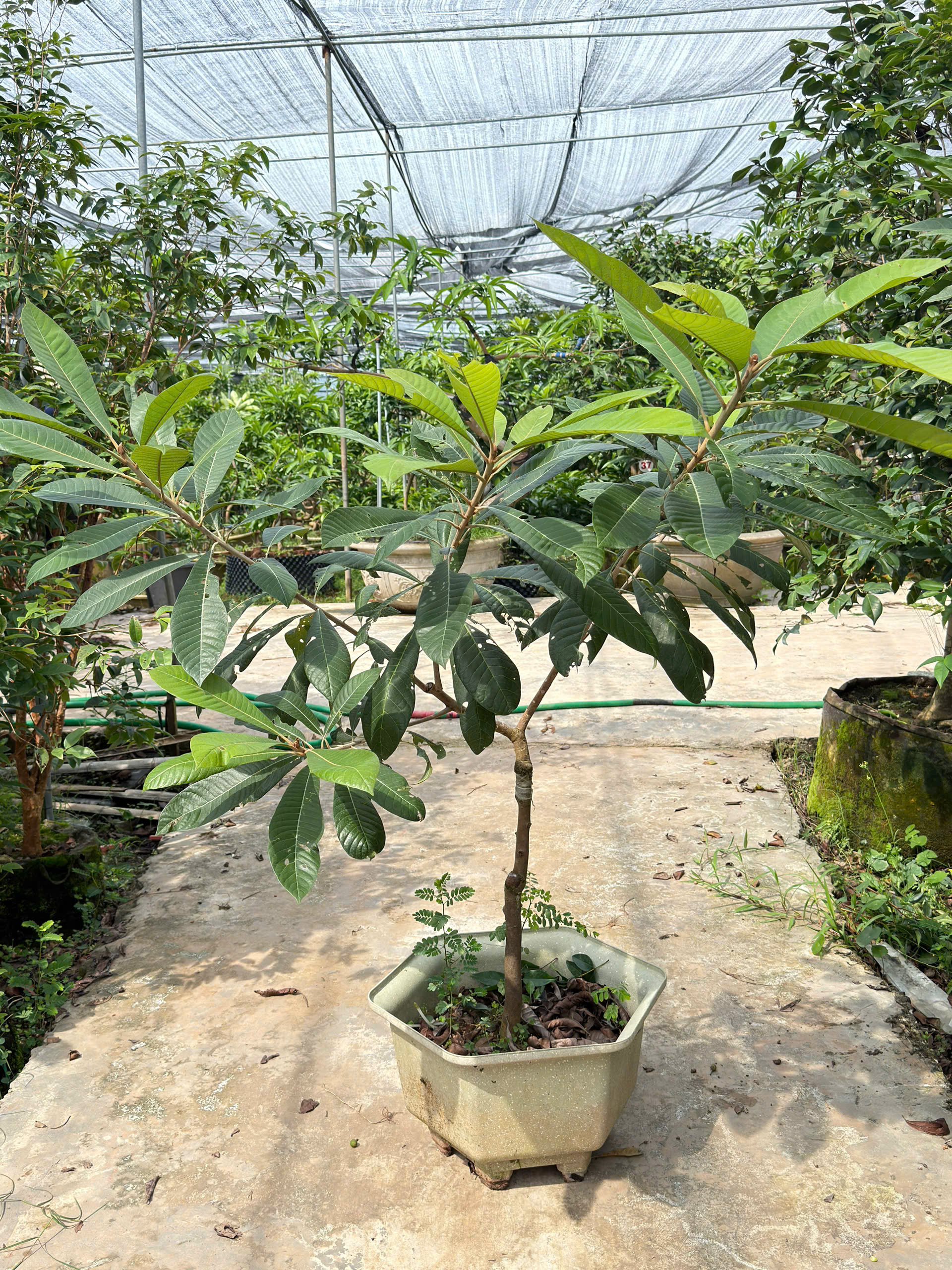 Hồng xiêm ruột đỏ cao 1,3-1,5m PT320 CALATA