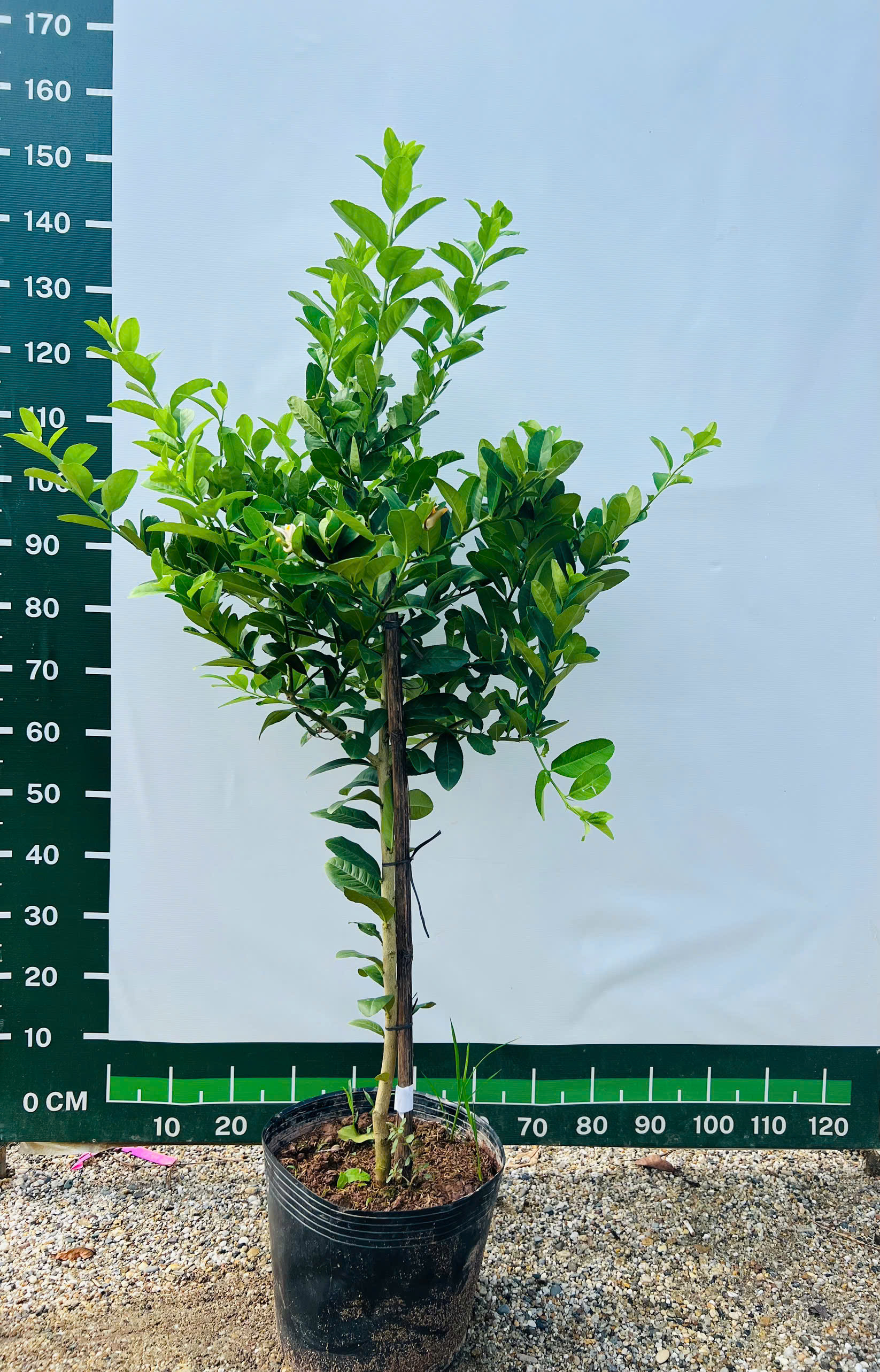 Chanh vàng mỹ cao 1,2-1,4m PT317 CALATA