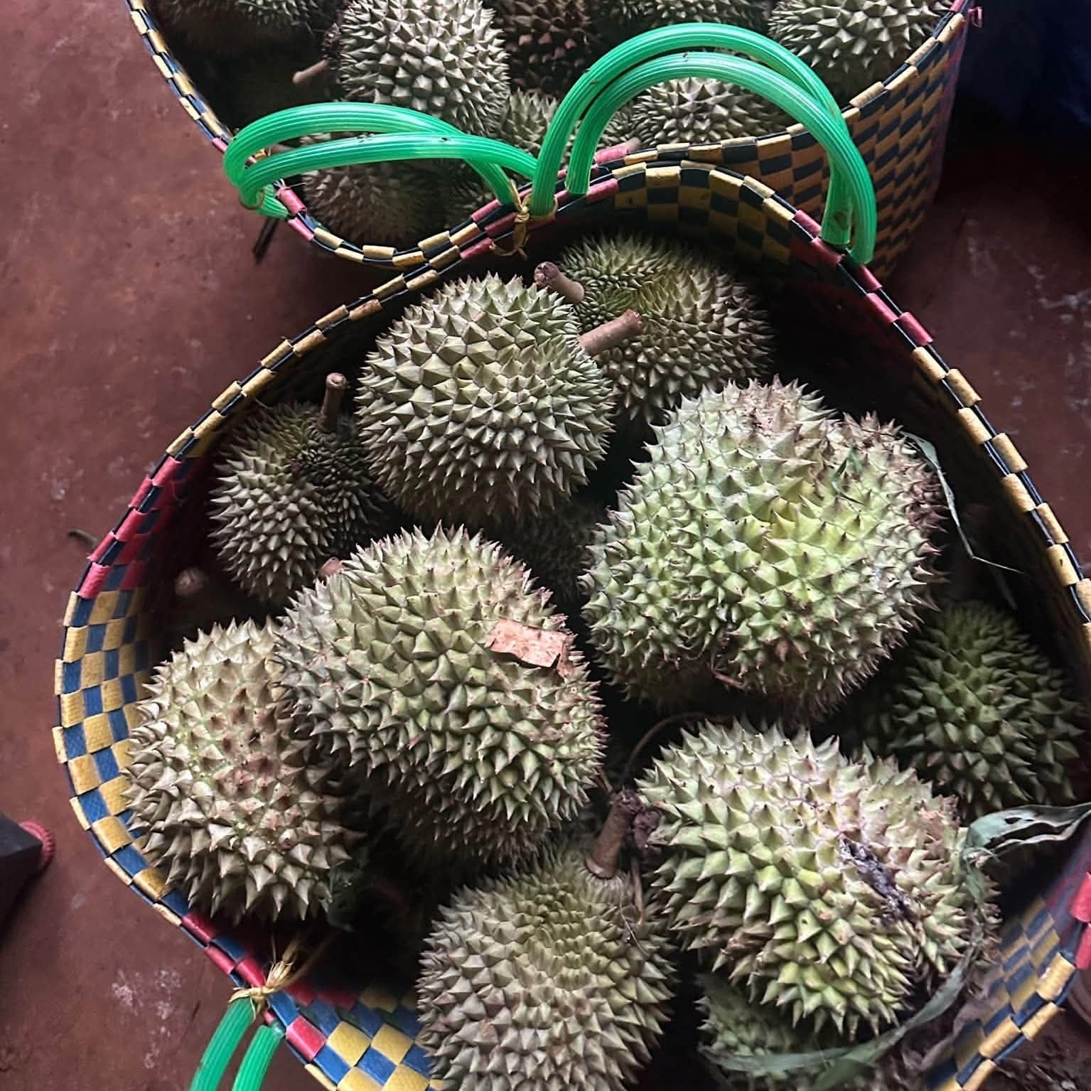 Sầu Riêng Hạt Rụng Chín Cây_thumbnail_3