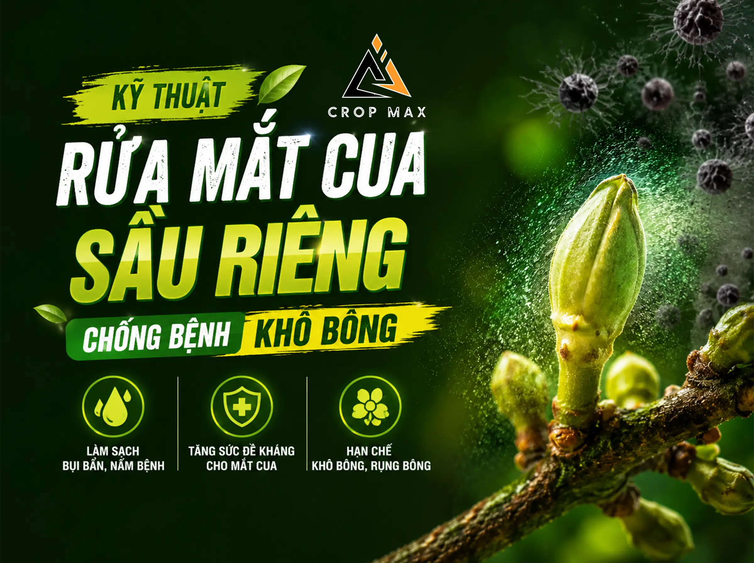 Kỹ Thuật Rửa Mắt Cua Sầu Riêng Chống Bệnh Khô Bông