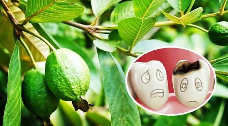 Đau răng nhai lá ổi có thực sự hiệu quả không?