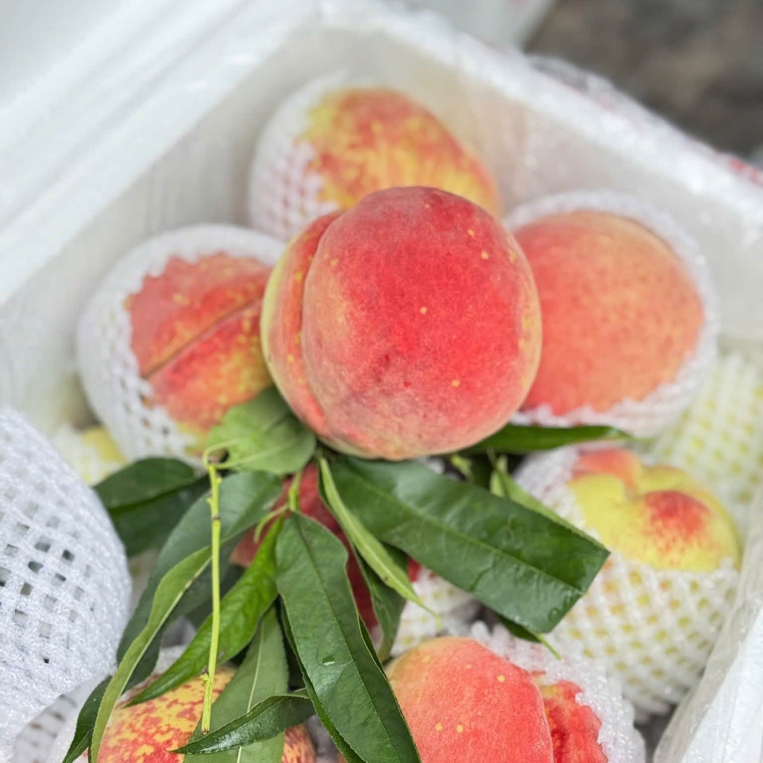 Đào Tuyết Lệ Giang_thumbnail_3