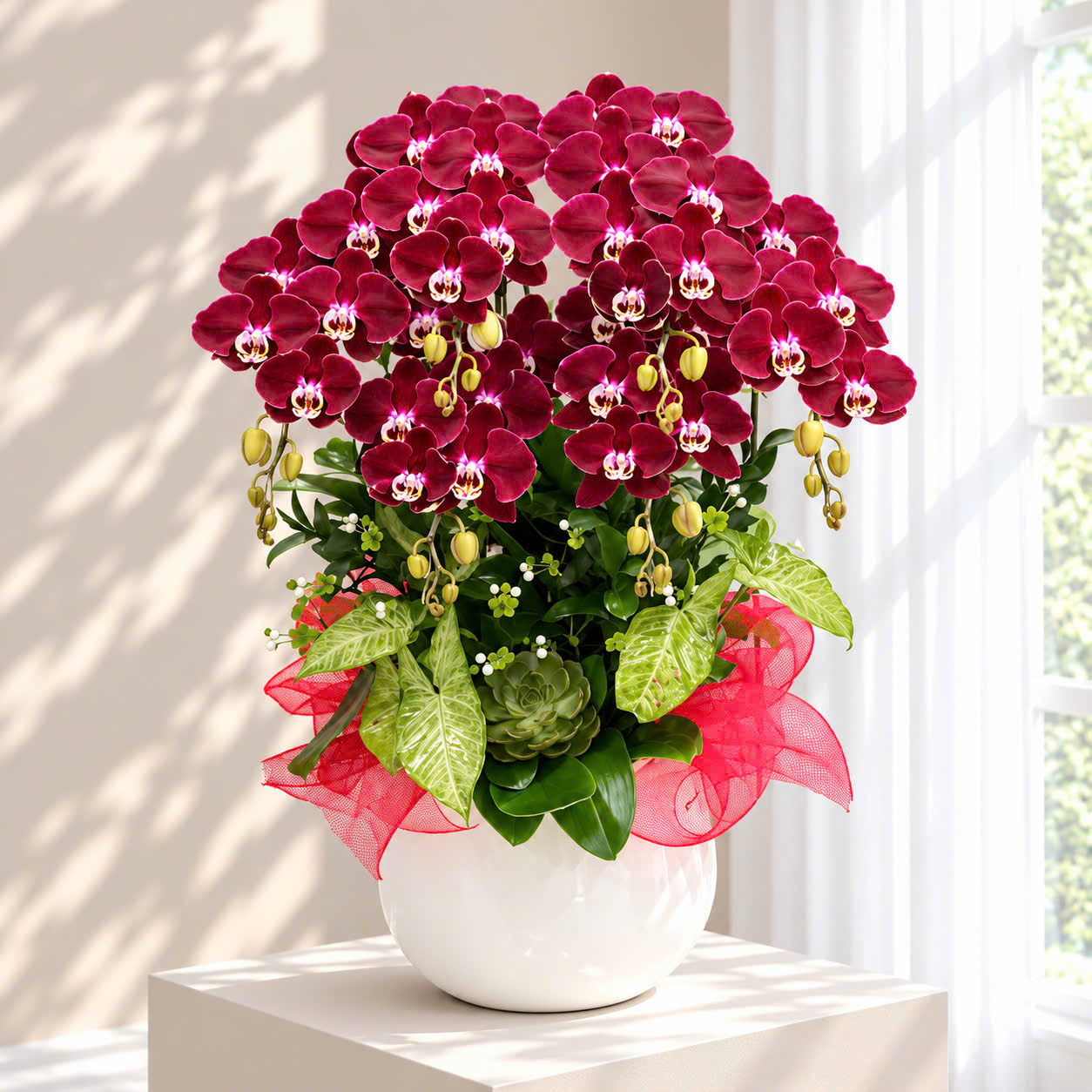 🌺 Chậu Lan Hồ Điệp Tươi 6 Cành Đỏ Ngọc Trai – Biểu Tượng Thành Công Và Phú Quý
