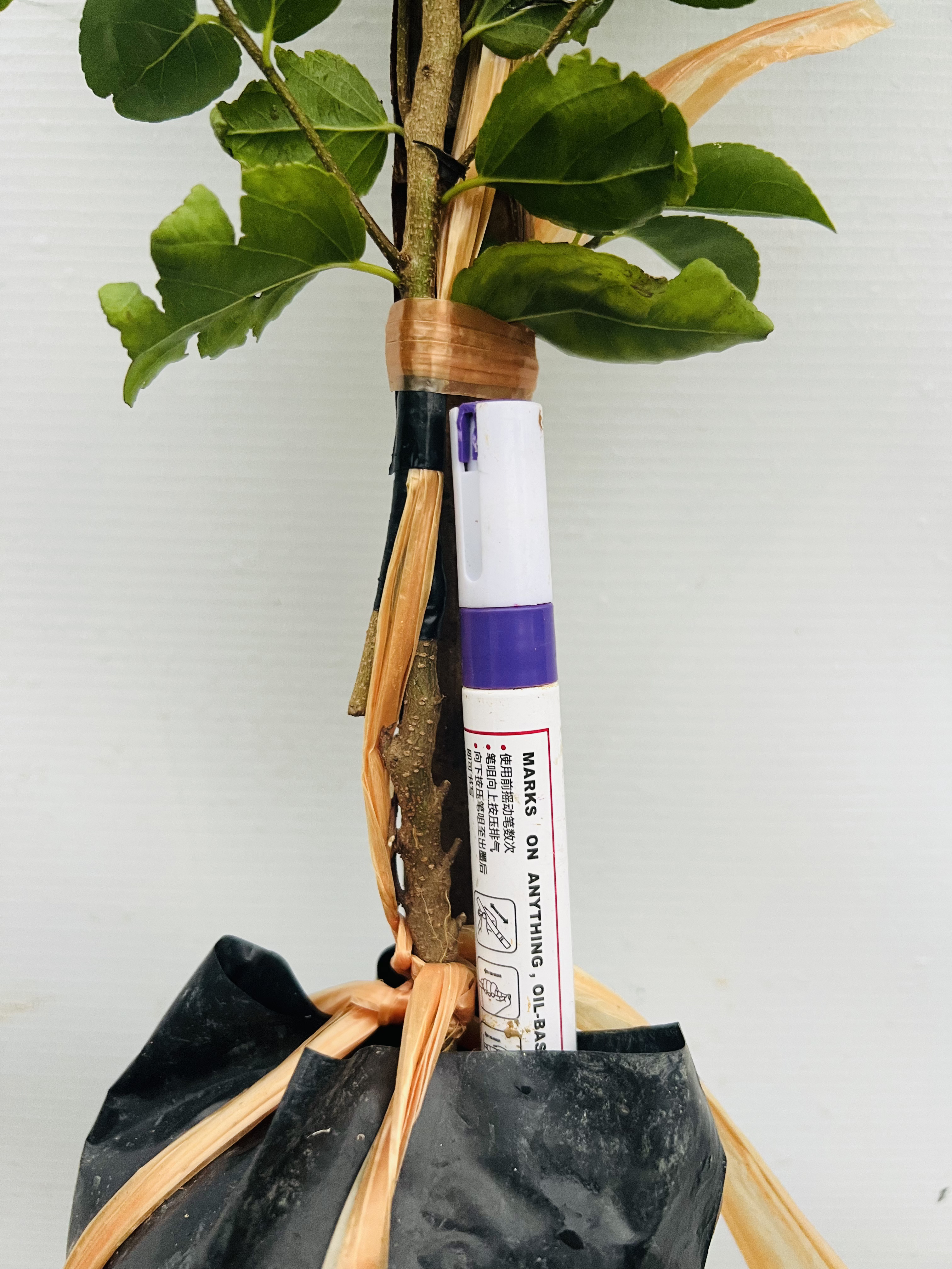 Hồng quân đài loan ghép chui cành cao 50-60cm HQDL02 CALATA_thumbnail_6