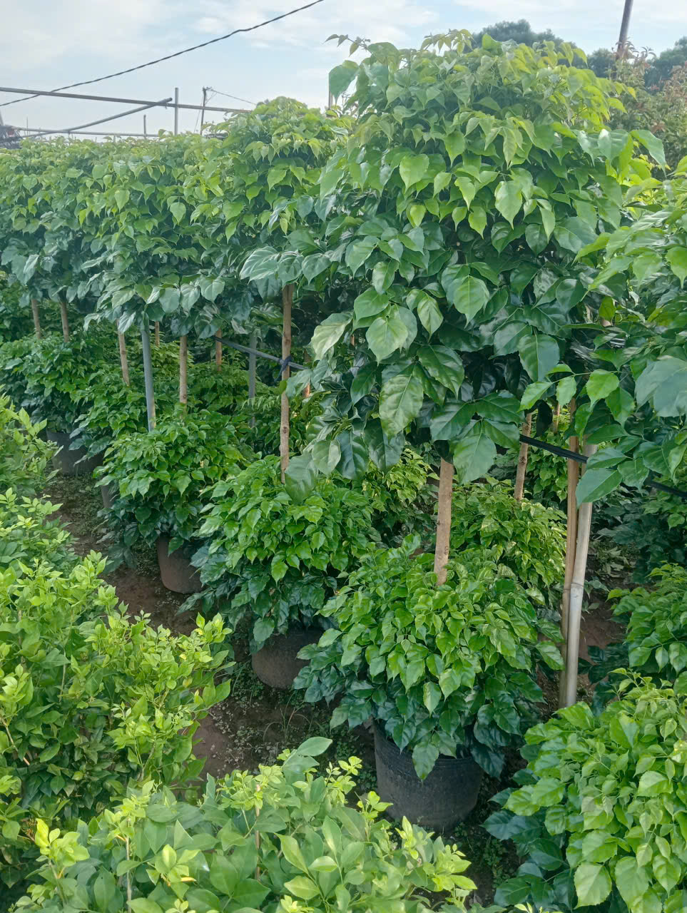 Hạnh phúc hai tầng cao 1.6-1.8m PT213 CALATA_thumbnail_6