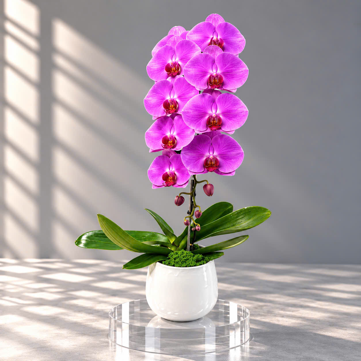 🌸 Chậu 1 Cây Lan Hồ Điệp Hồng Đậm Cao Cấp – Điểm Nhấn Sang Trọng Cho Mọi Không Gian