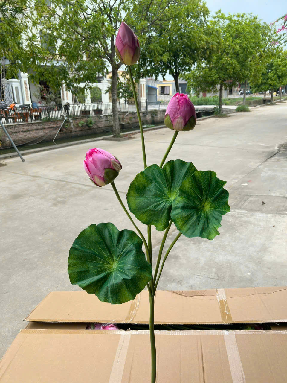 Sen búp dài đủ màu giá 65k