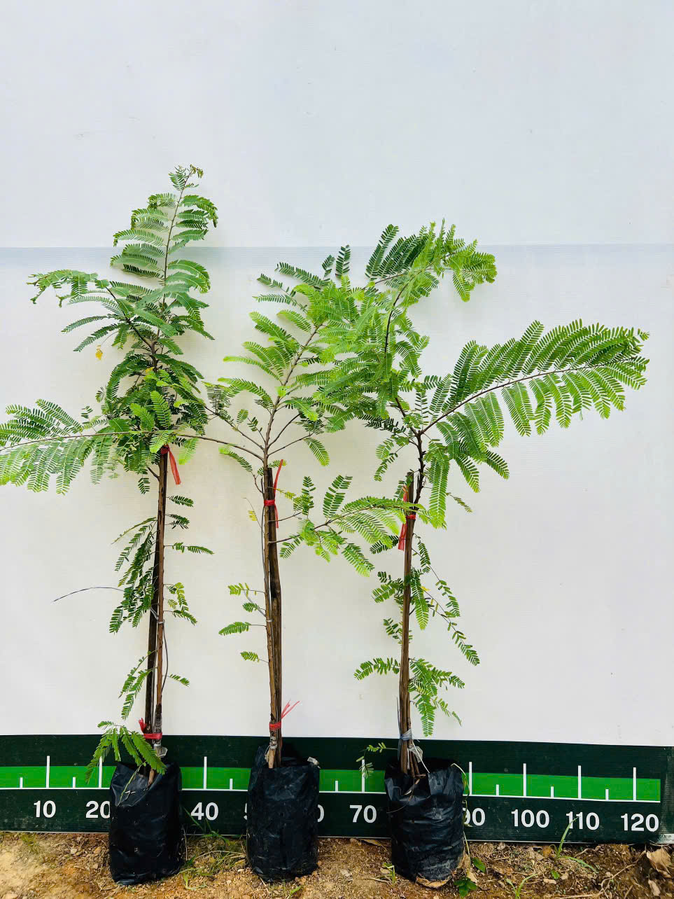 Mắc kham khổng lồ ghép chui cành cao 60-80cm