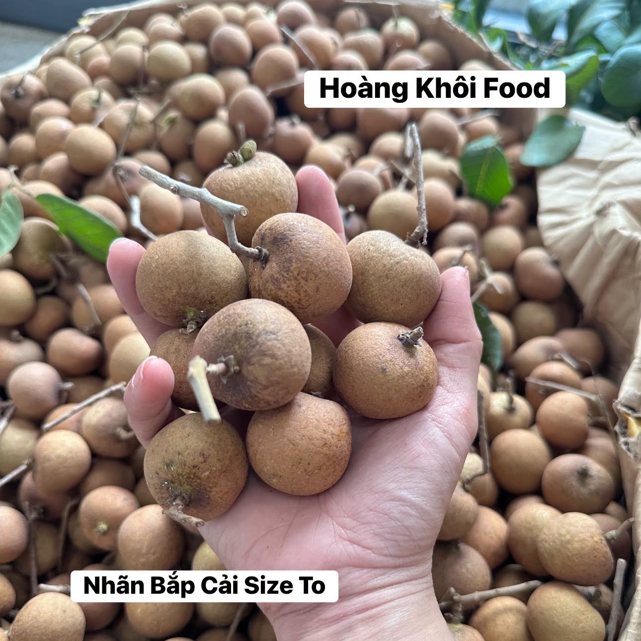 Nhãn Bắp Cải