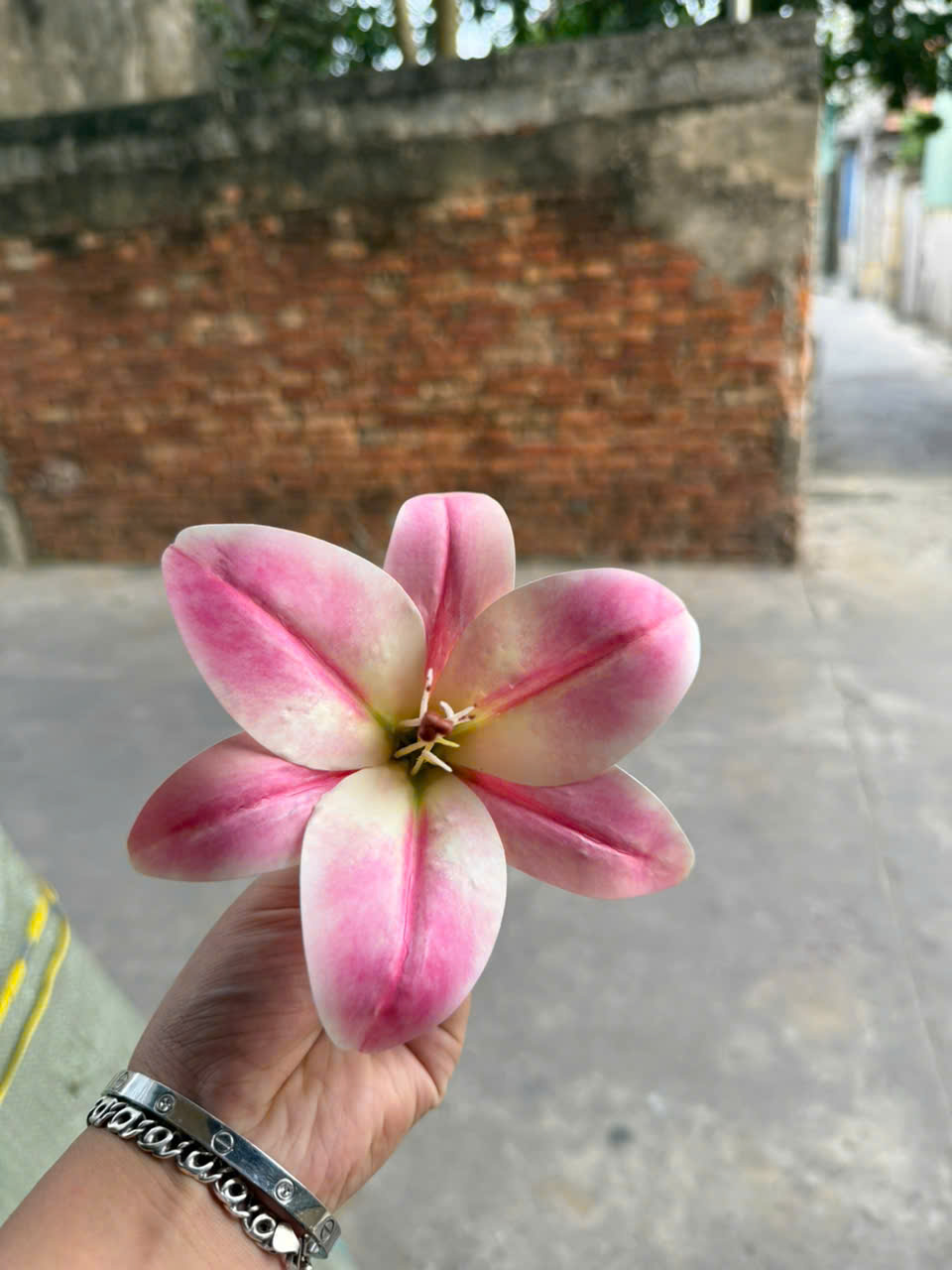 BÔNG LY SU 5,5K_thumbnail_1