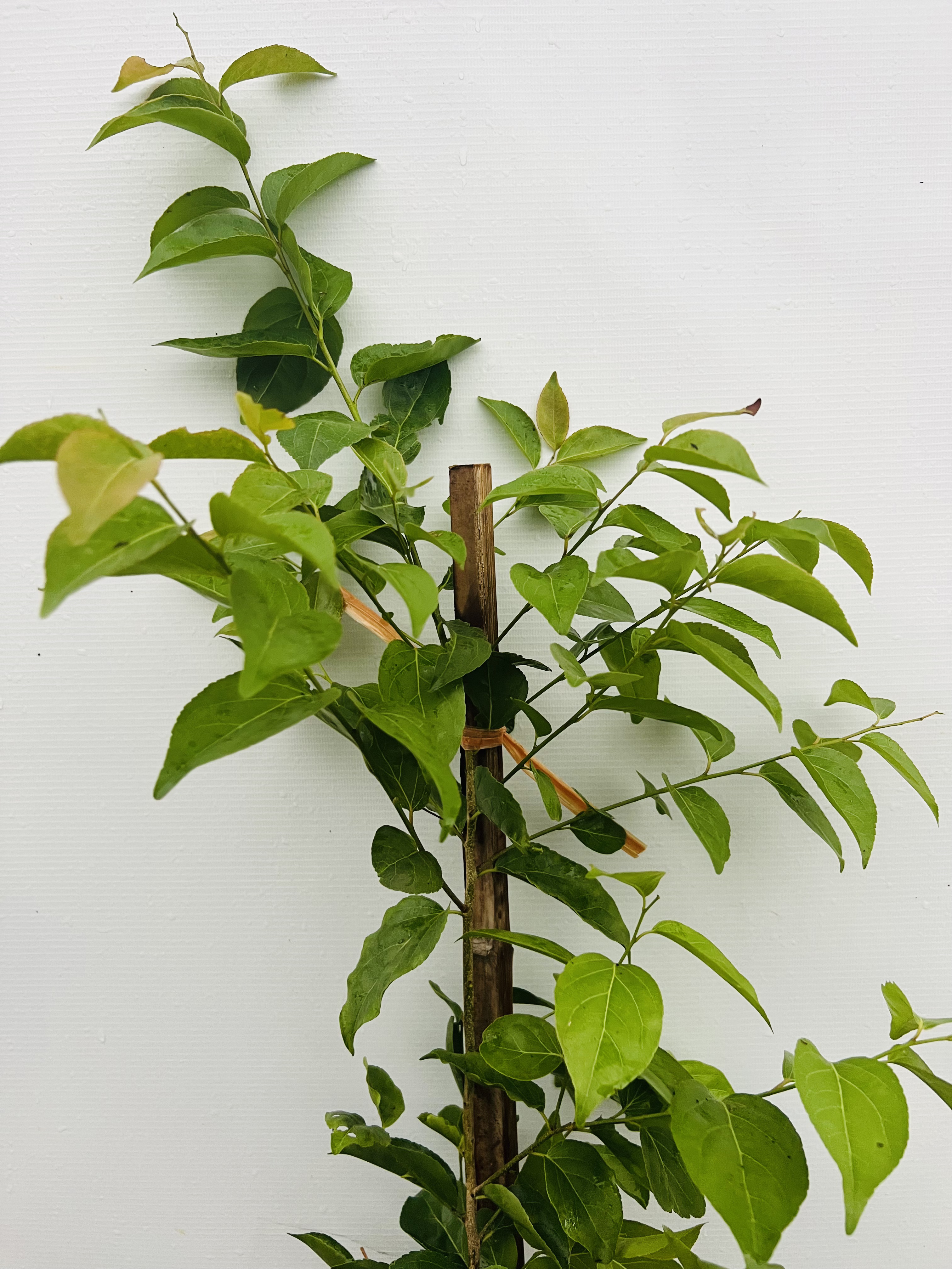 Hồng quân đài loan ghép chui cành cao 50-60cm HQDL02 CALATA_thumbnail_2