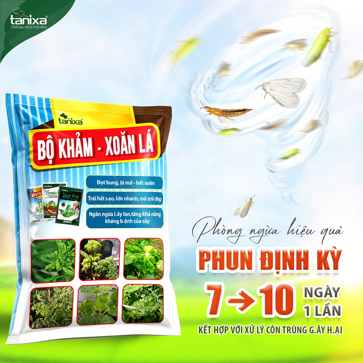Bộ Khảm - Xoăn lá Tanixa (KM)_thumbnail_8