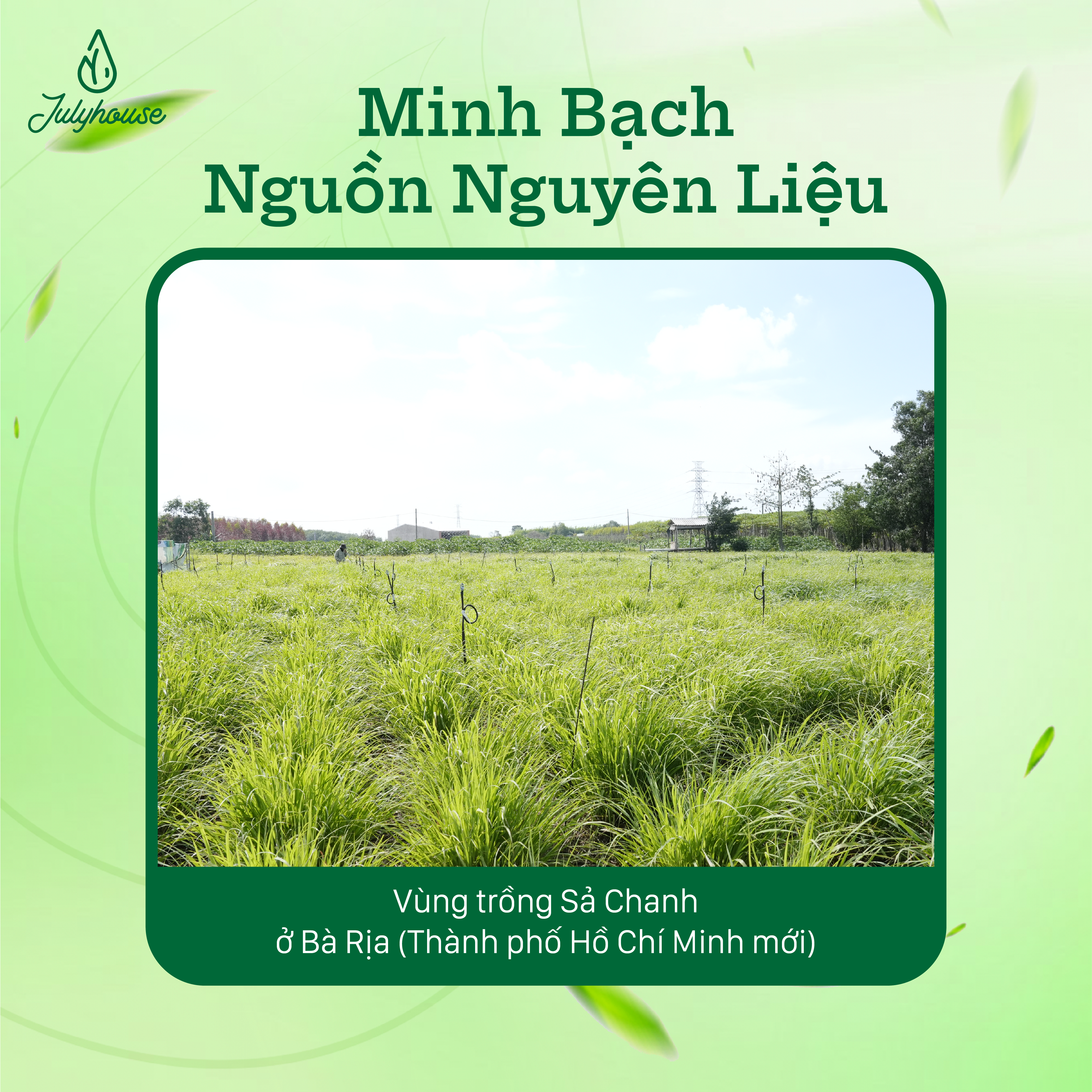 Tinh dầu Sả Chanh Thanh Hóa 10ml Julyhouse