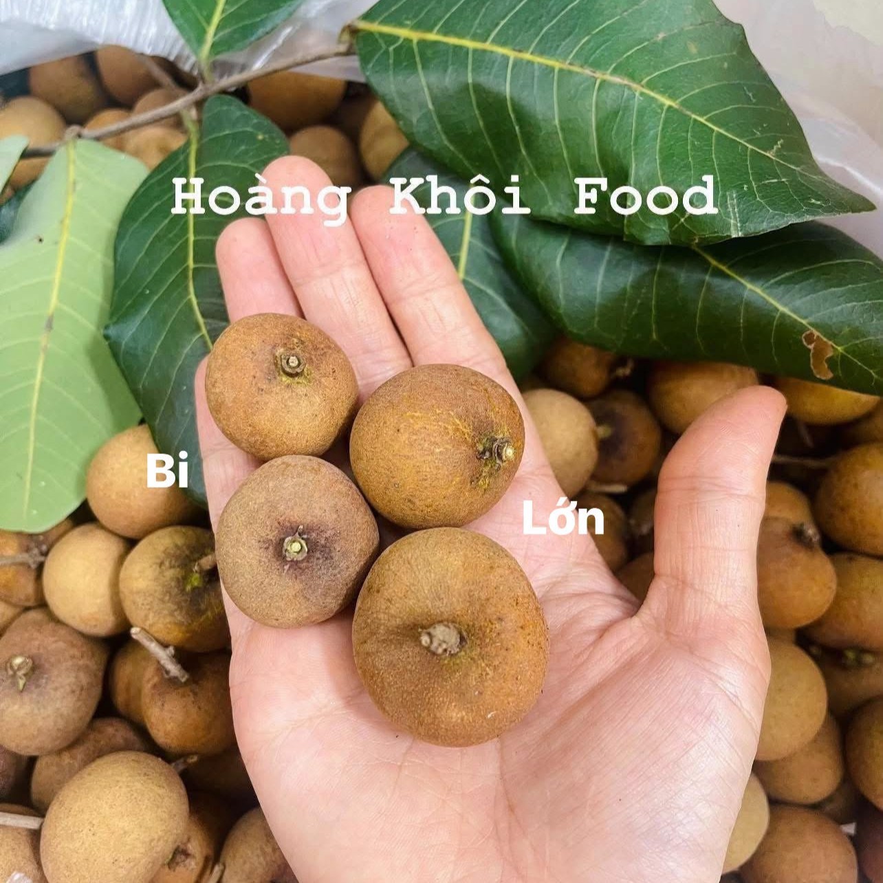 Nhãn Bắp Cải_thumbnail_6