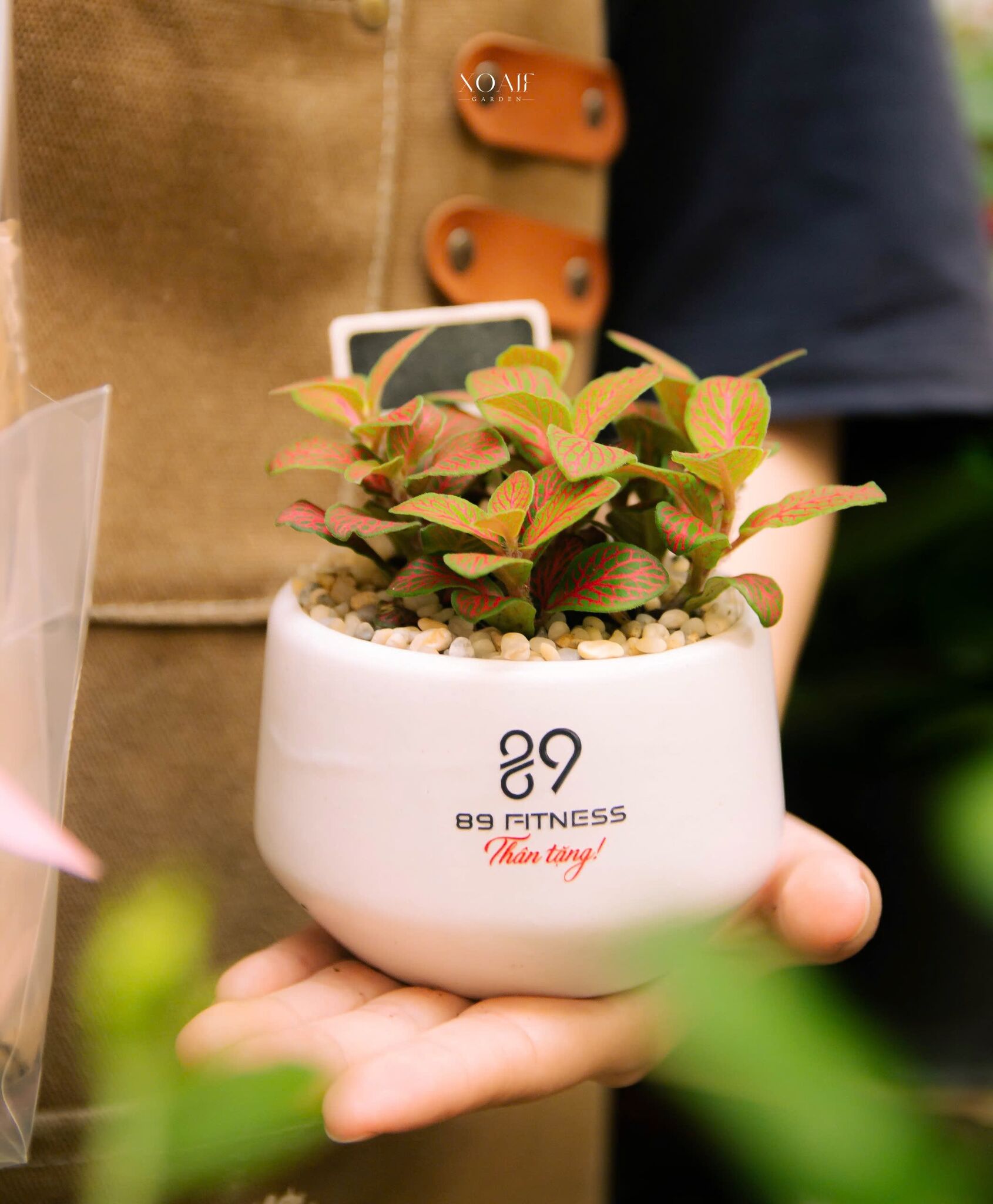 SET CÂY CẨM NHUNG_thumbnail_2