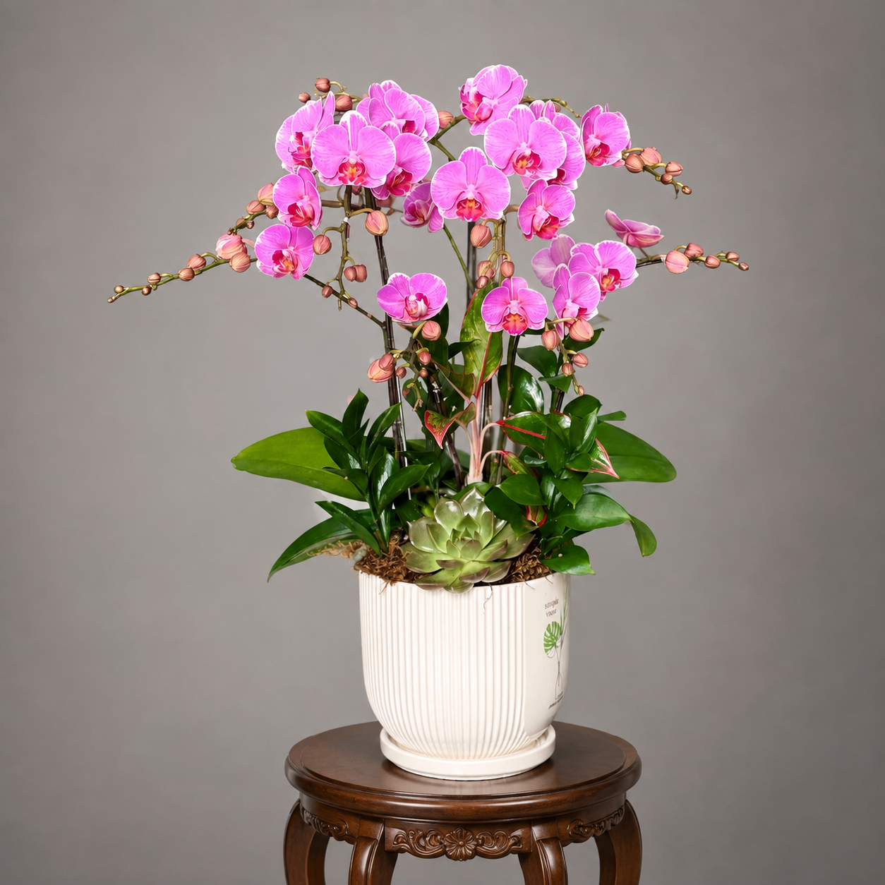 🌱Chậu Lan Hồ Điệp Mini Hồng 2 Cây – Vẻ Đẹp Thanh Lịch, Tươi Trẻ Cho Mọi Không Gian
