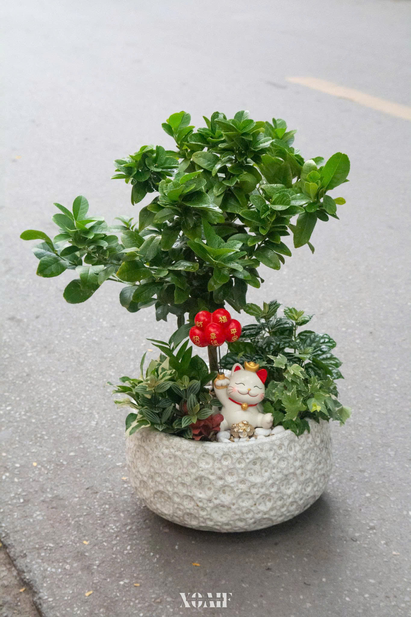 SET MIX CHANH MỸ