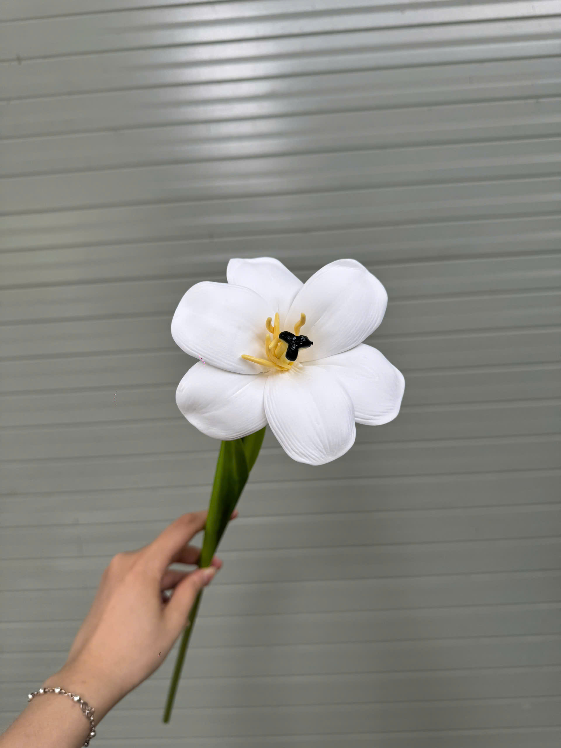 TULIP NỞ 17K_thumbnail_7