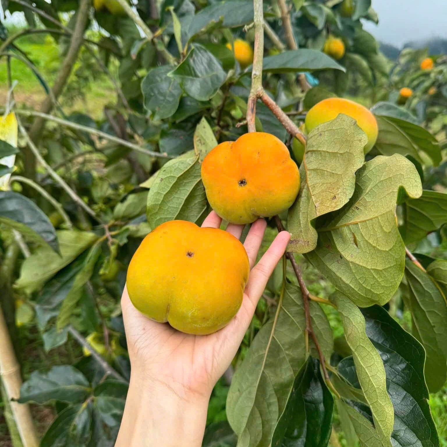 Hồng Giòn Fuji Mộc Châu