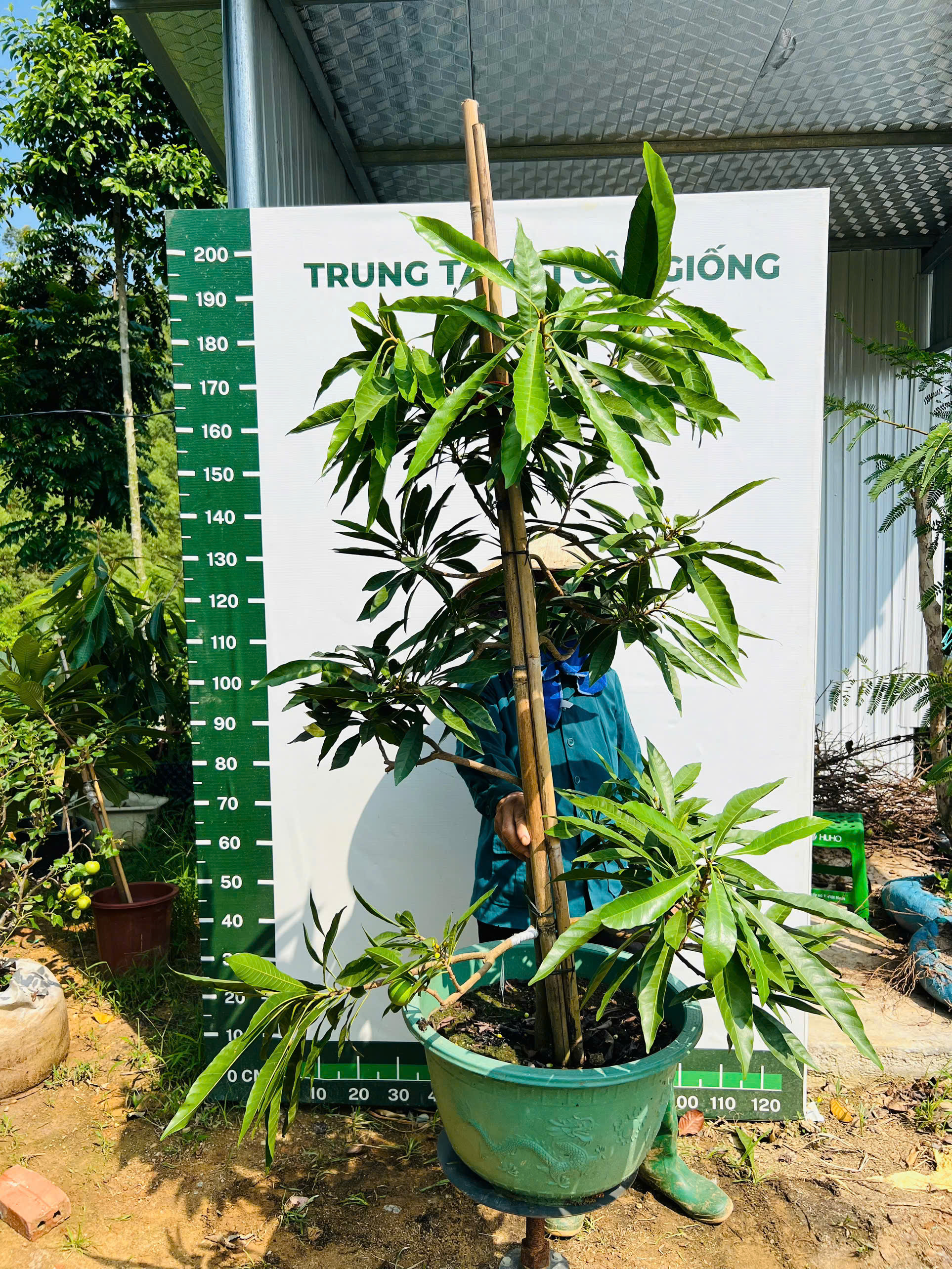 Trứng gà tứ quý cao 1.5-1.7m PT167 CALATA_thumbnail_1