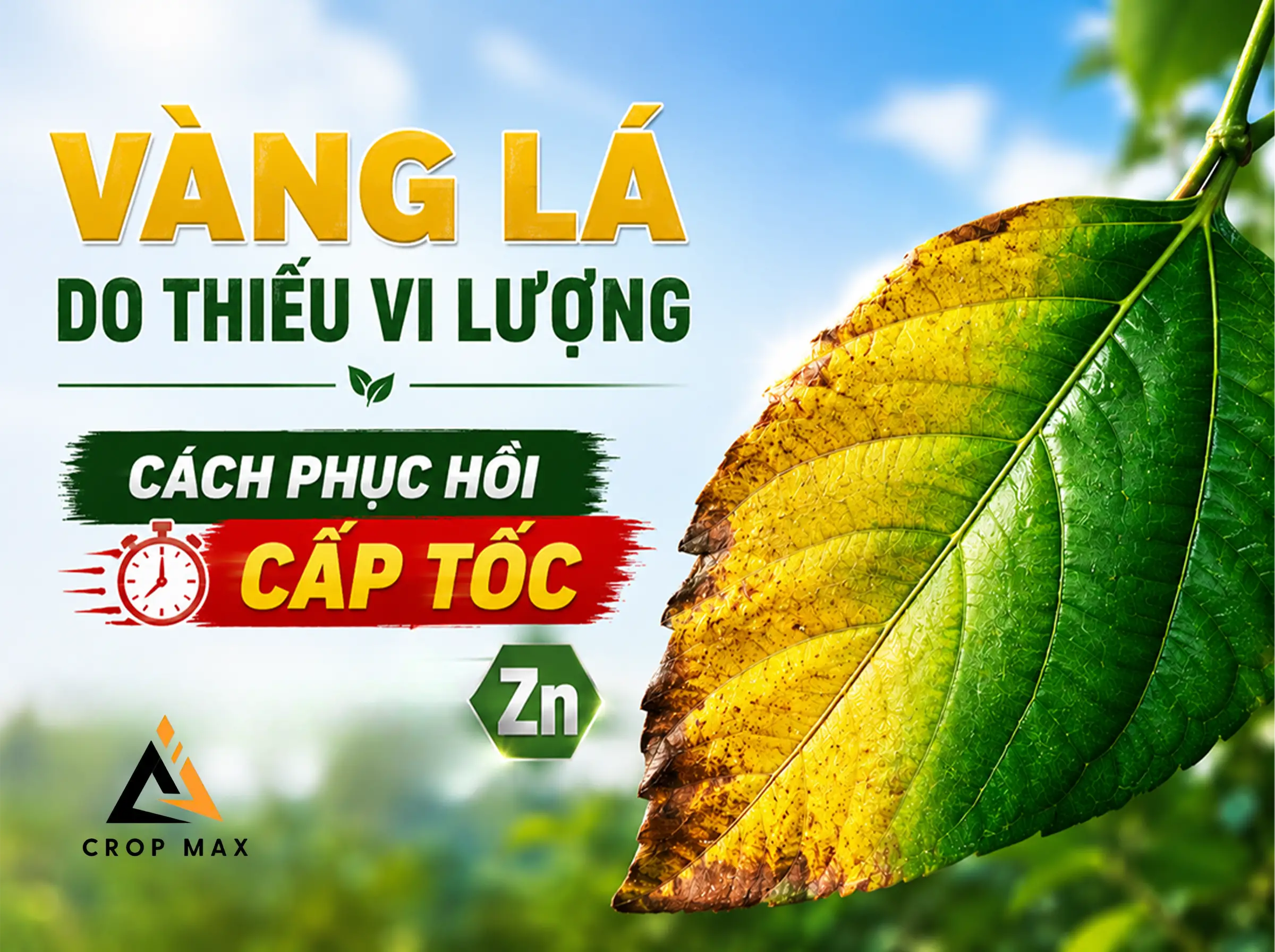 Vàng Lá Do Thiếu Vi Lượng: Cách Phục Hồi Cấp Tốc Bằng Kẽm