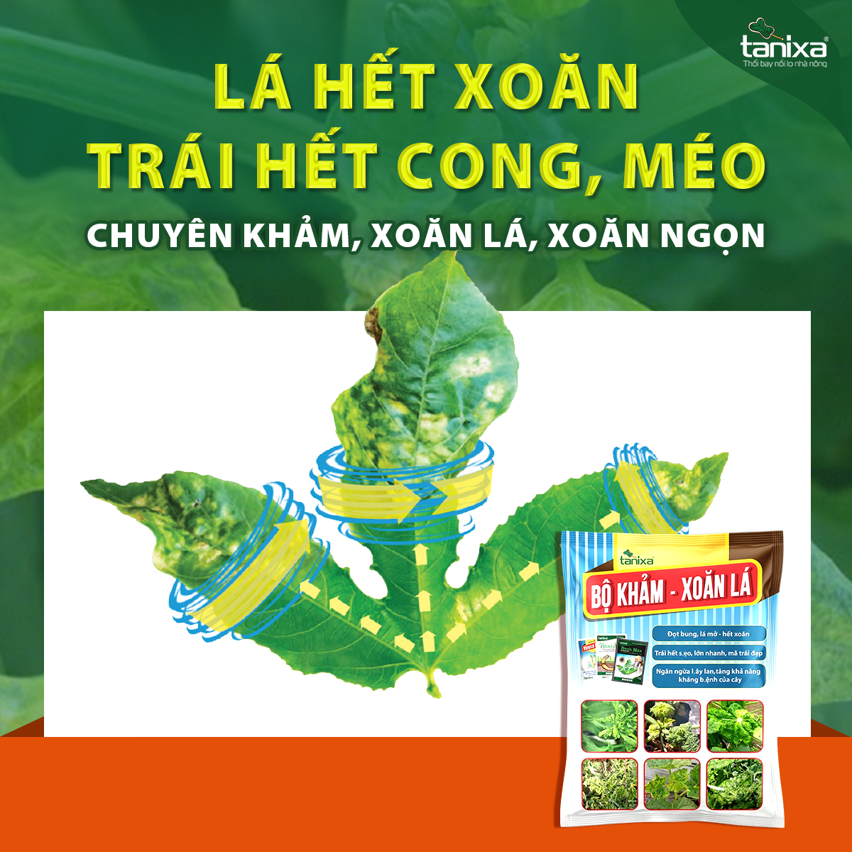 Bộ Khảm - Xoăn lá Tanixa (KM)_thumbnail_7