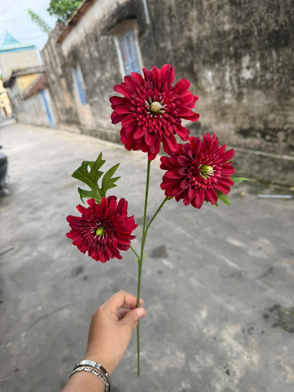 Cúc dược 3bông 18,5k_thumbnail_4