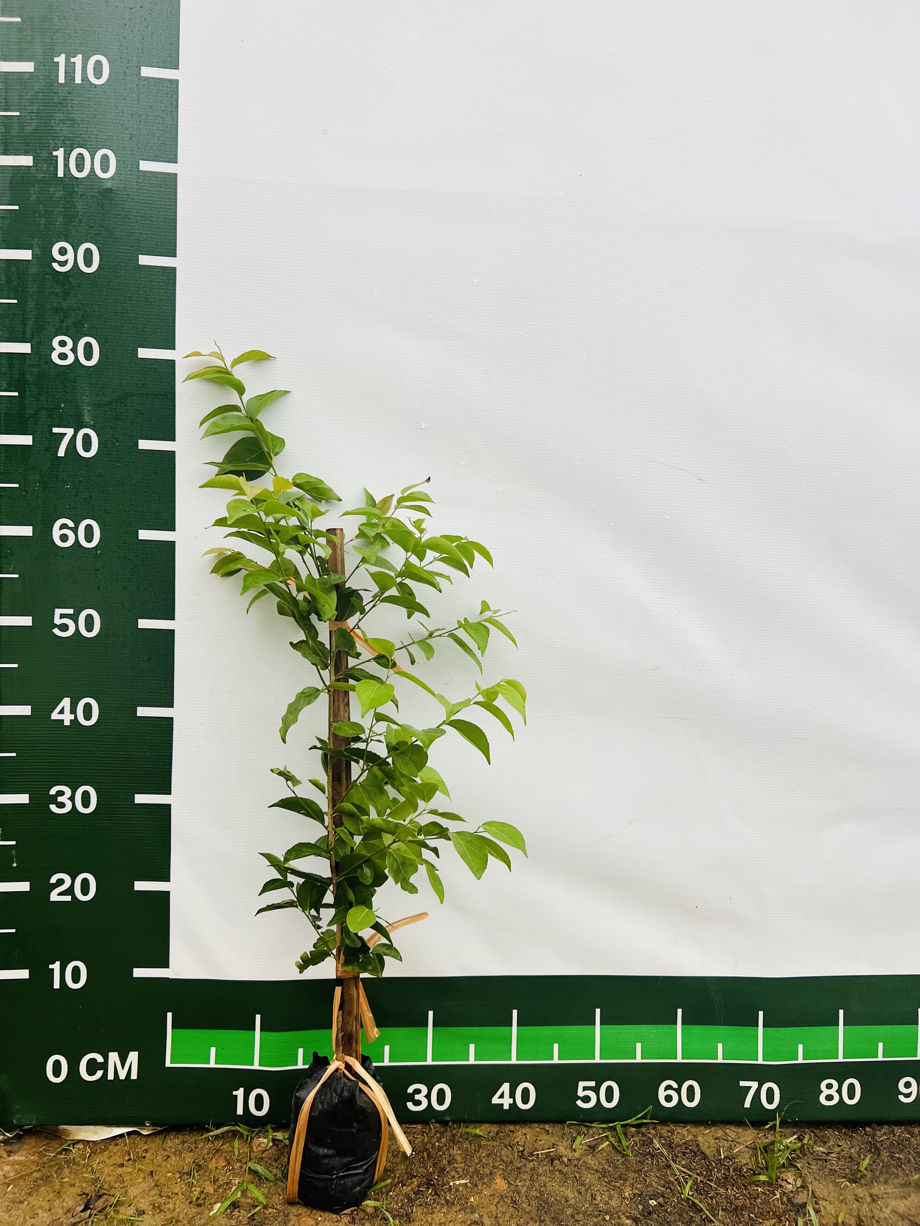 Hồng quân đài loan ghép chui cành cao 50-60cm HQDL02 CALATA
