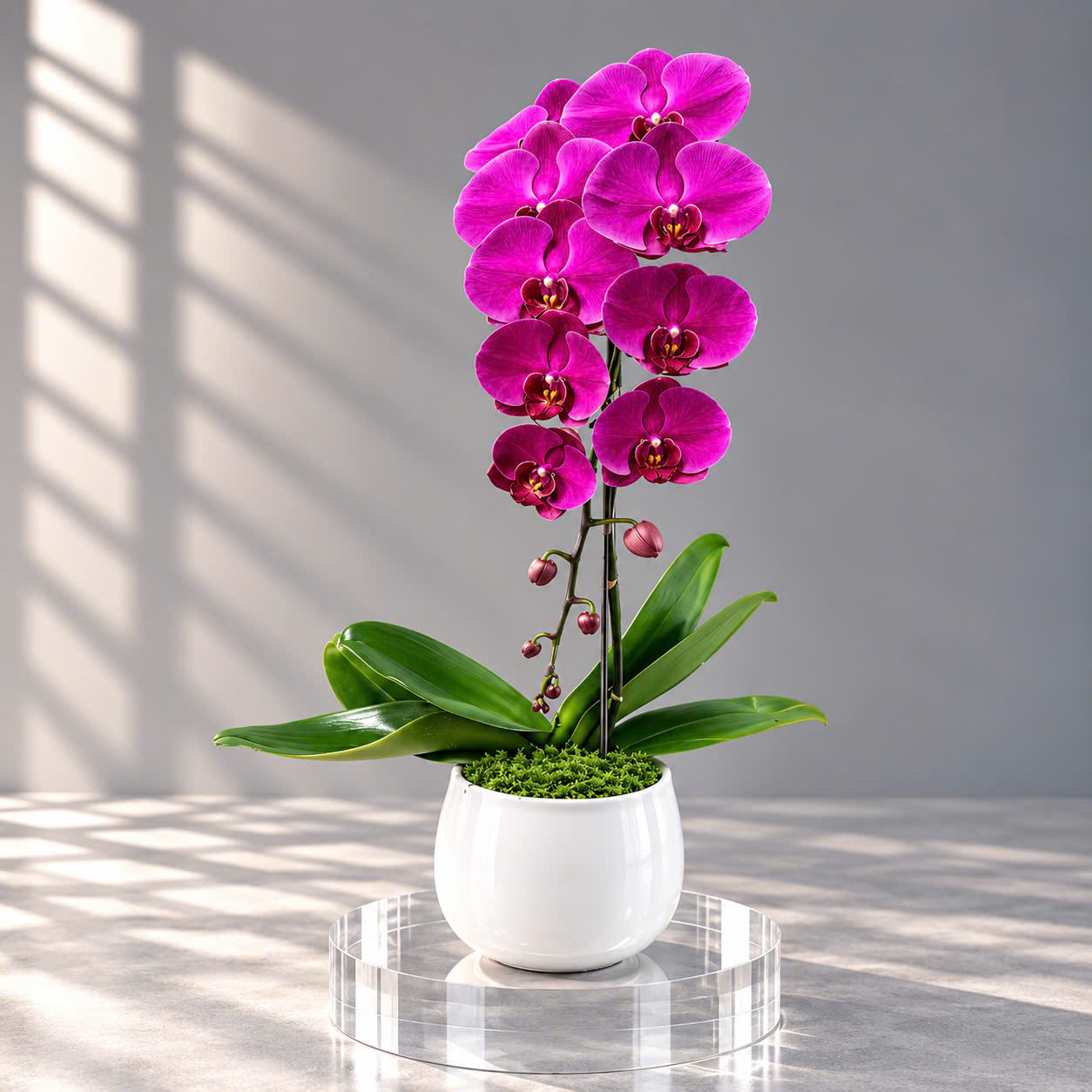 🌸 Chậu 1 Cây Lan Hồ Điệp Hồng Đậm Cao Cấp – Vẻ Đẹp Tinh Tế Cho Không Gian Hiện Đại