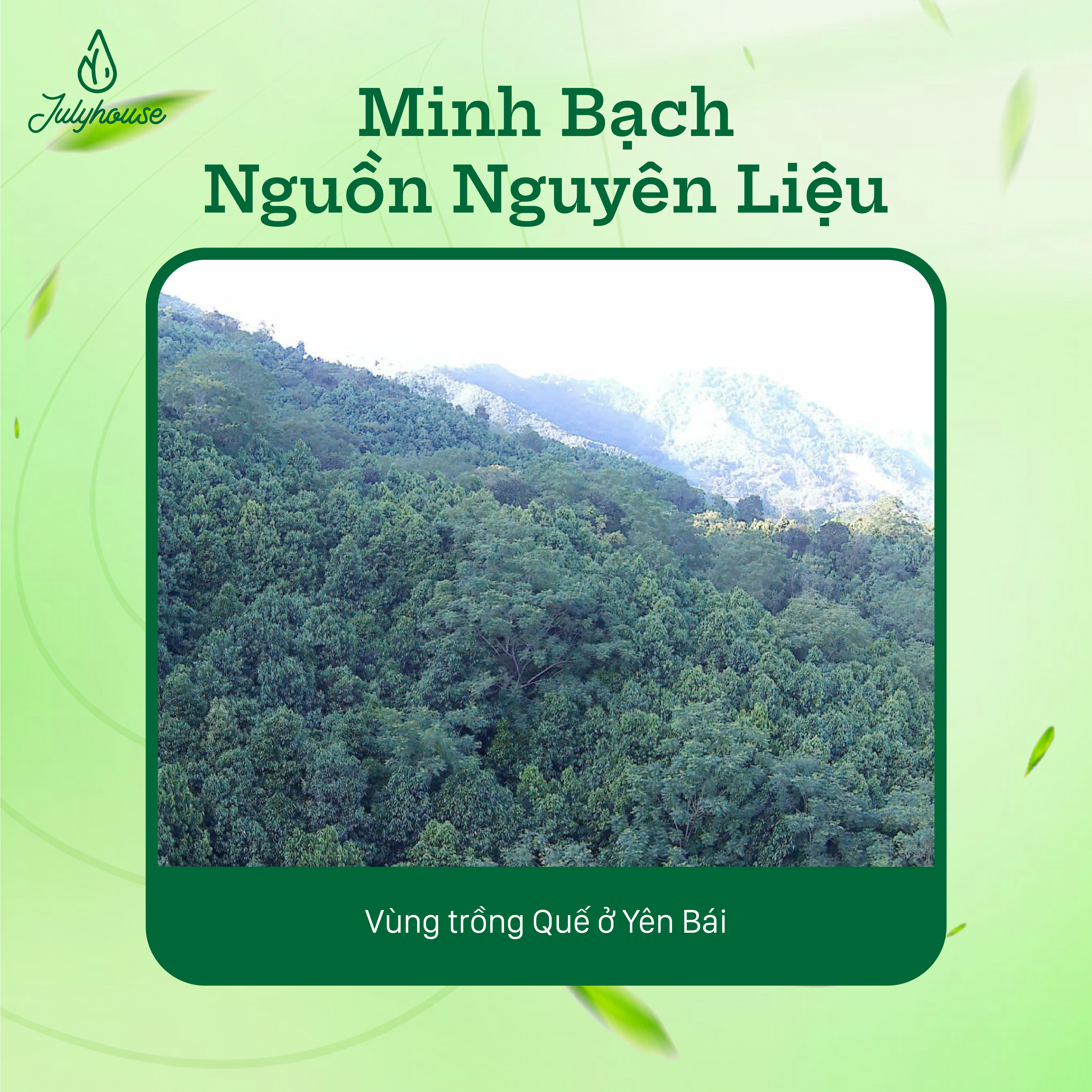 Tinh dầu Sả Chanh Thanh Hóa 10ml Julyhouse_thumbnail_6
