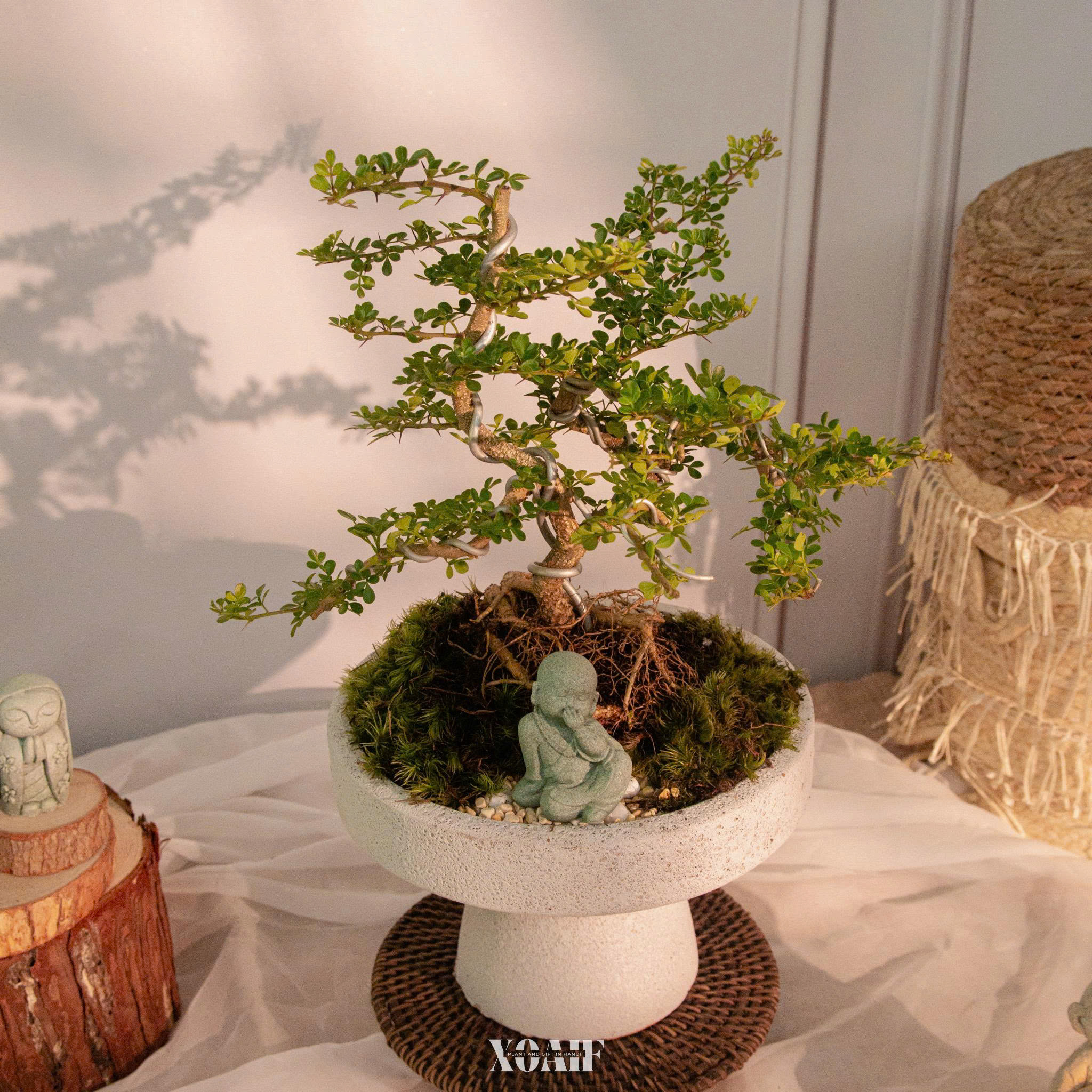 SET MIX CẦN THĂNG CHẬU LY MEN XÔI 