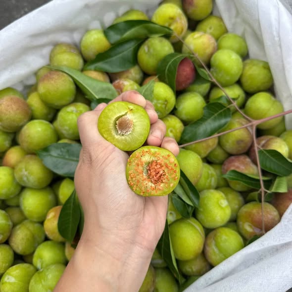 Mận Róc Hạt