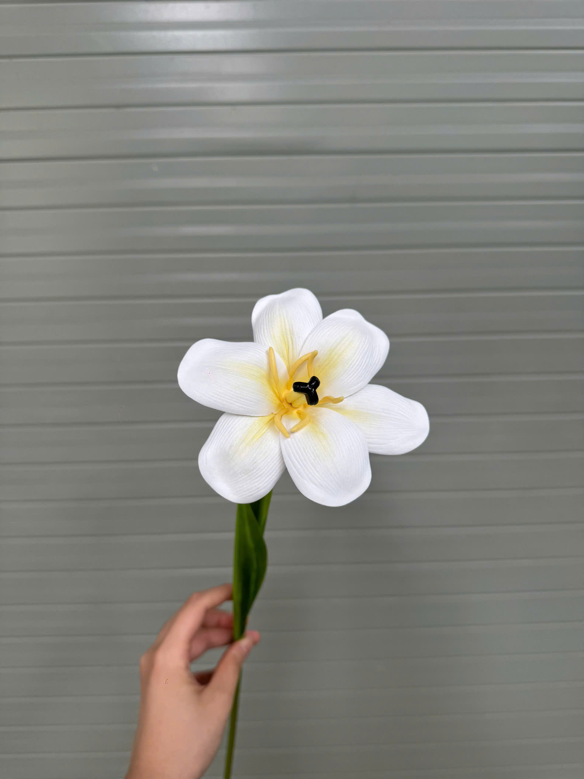 TULIP NỞ 17K_thumbnail_5