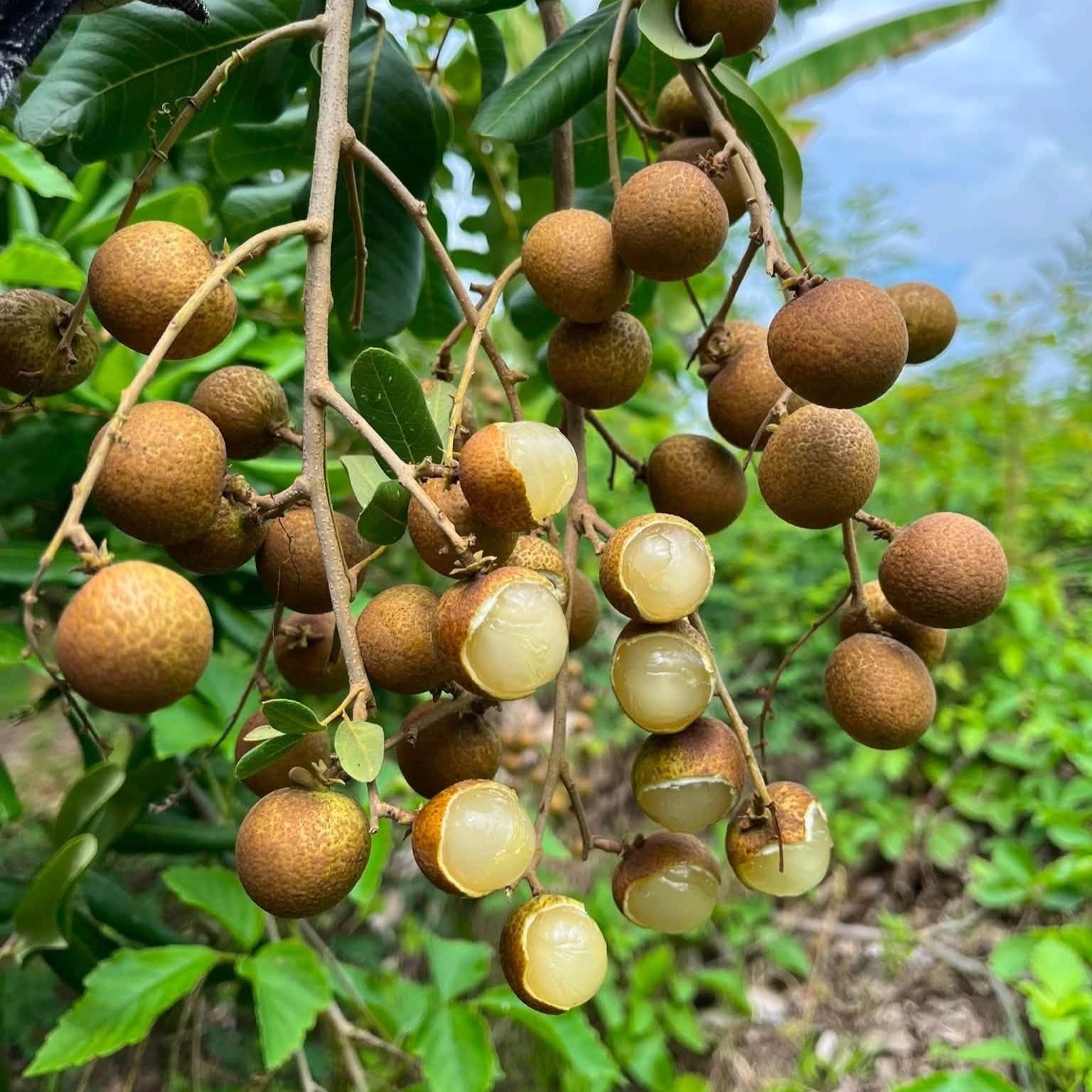 Nhãn Bắp Cải_thumbnail_2